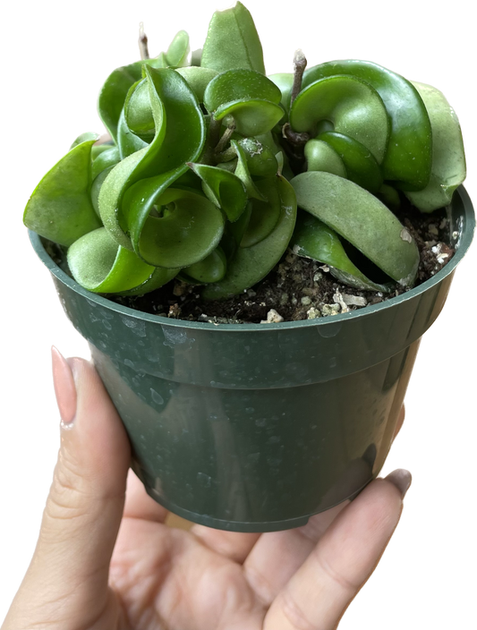 Hoya Rope Plant aka Hoya Hindu Rope Live Plant - Hoya Compacta Plant - Hoya Plants Live Houseplants - Air Purifying Plant - Pet Friendly Plant