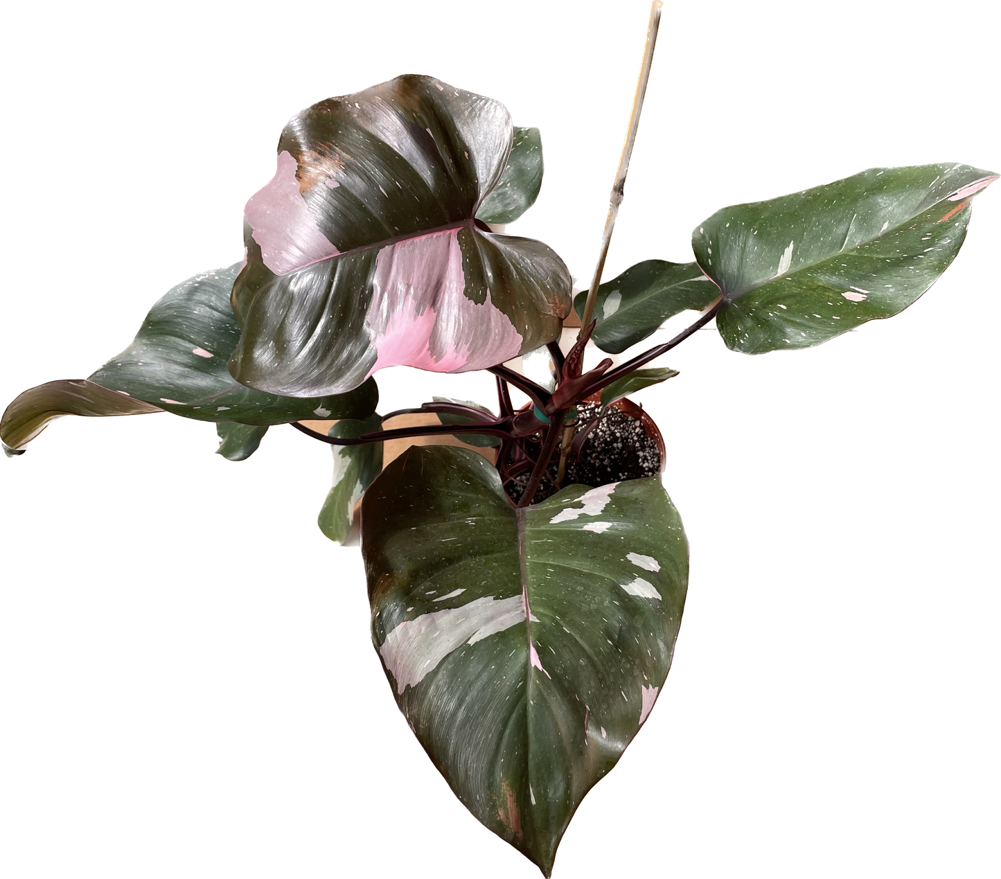 Philodendron 'Pink Princess' Available in 4" and 6" Pots - Perfect Plant Gift - Pink Live Plant