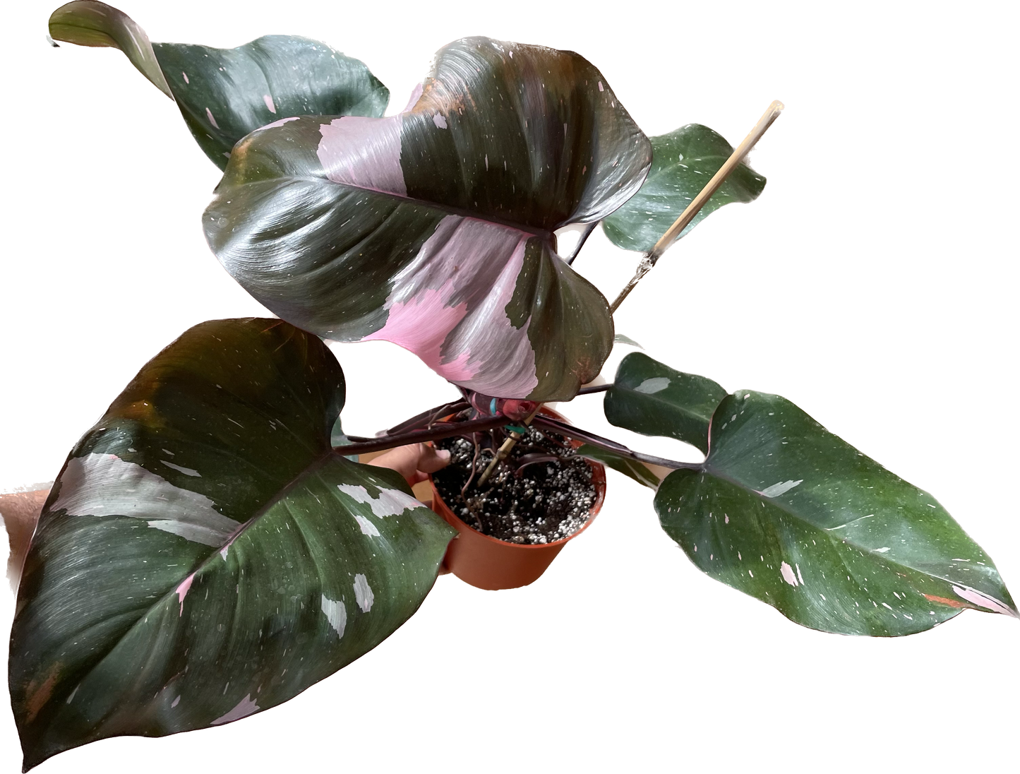 Philodendron 'Pink Princess' Available in 4" and 6" Pots - Perfect Plant Gift - Pink Live Plant