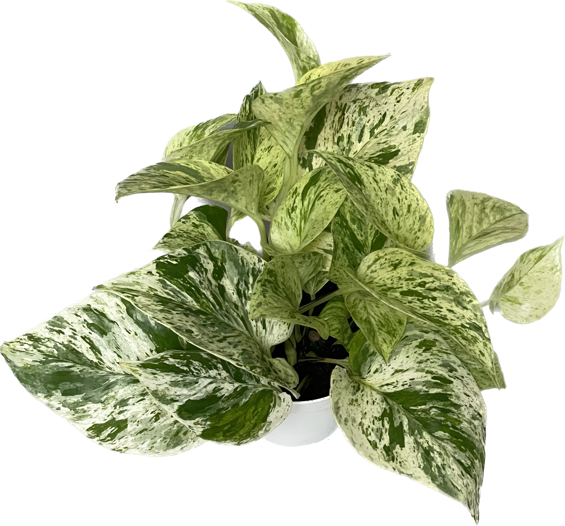 pothos media 3 Pothos Variety Pack / 4" Pot / Live Plant / Home and Garden Plants