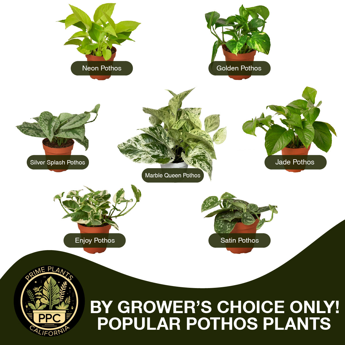 3 Live Pothos Plants Variety Pack - Easy to Care Houseplant Bundle - Air Purifying Plants - 4" Pot - Live Plant - Home and Garden Plants