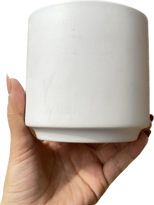 Pothos N'Joy Live Plant - Epipremnum aureum n'joy - Variegated Devil's Ivy - Air Purifying Houseplant - Live Plant Gift - California Seller