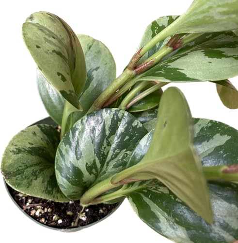 Live Rubber Plant - Peperomia Marble - Peperomia Obtusifolia Marble Variegated - Available in 3", 4", and 6" Pots - CA Seller - Ideal Gift for Home, Office - Peperomia Live Plant