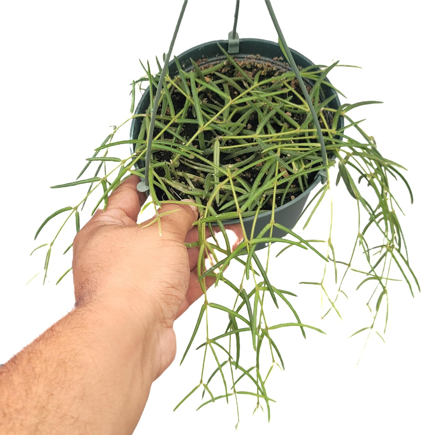 Hoya Linearis Live Plant in 6” Hanging Pot – Rare Trailing Houseplant with Fuzzy Foliage - Hoya Plants Live Houseplants - Air Purifying Plant - Ships from CA