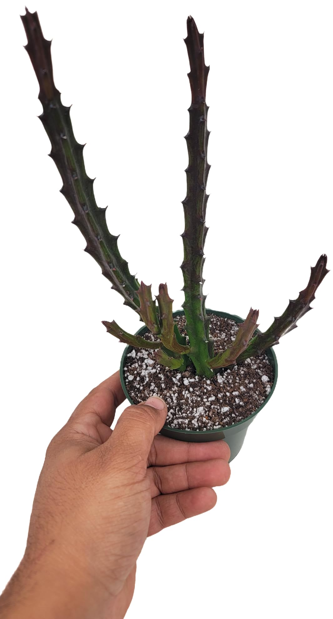 Lifesaver Plant with Purple Flowers - Live Plant in Pot - Stapelia Mutabilis - Beautiful Indoor Outdoor Cacti Succulent Houseplant with Exotic Blooms