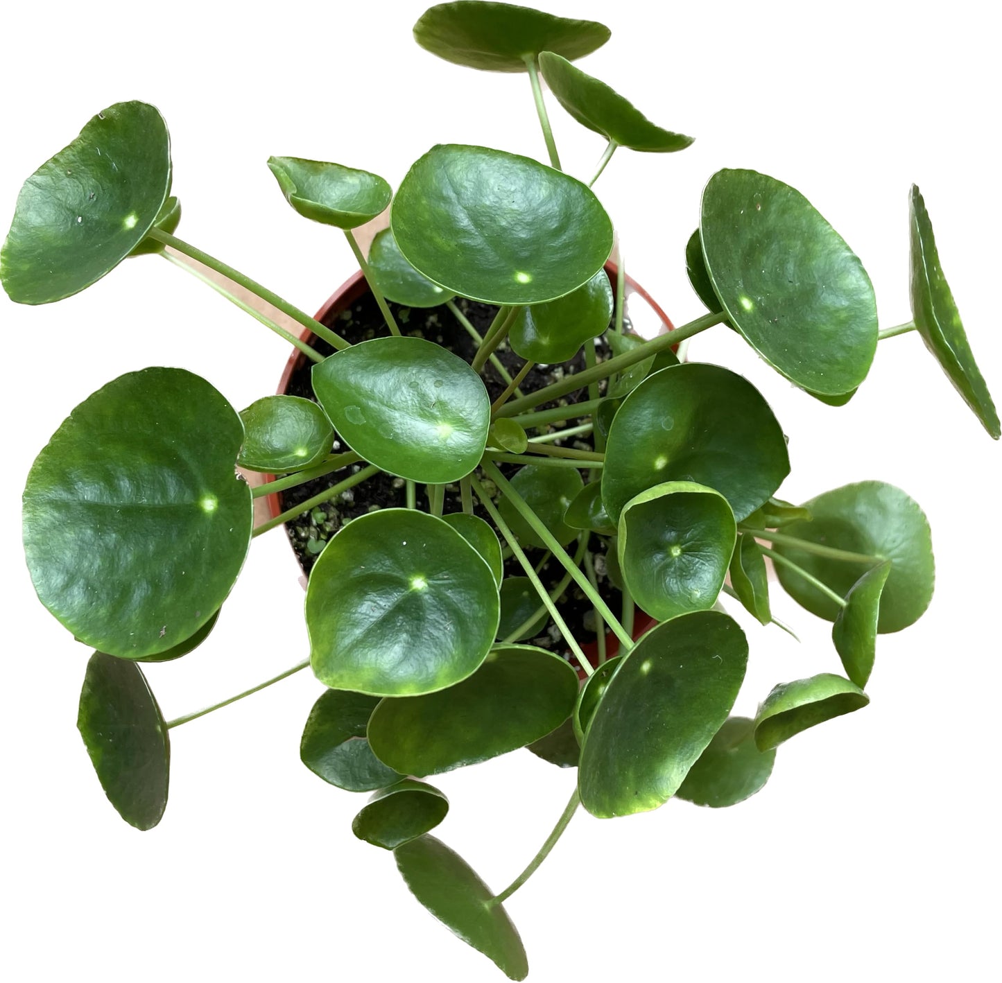 Chinese Money Plant Live - Pilea peperomioides Live Plant | Easy Care Indoor Houseplant | Air Purifying | 4-Inch & 6-inch Pot Available | California Seller