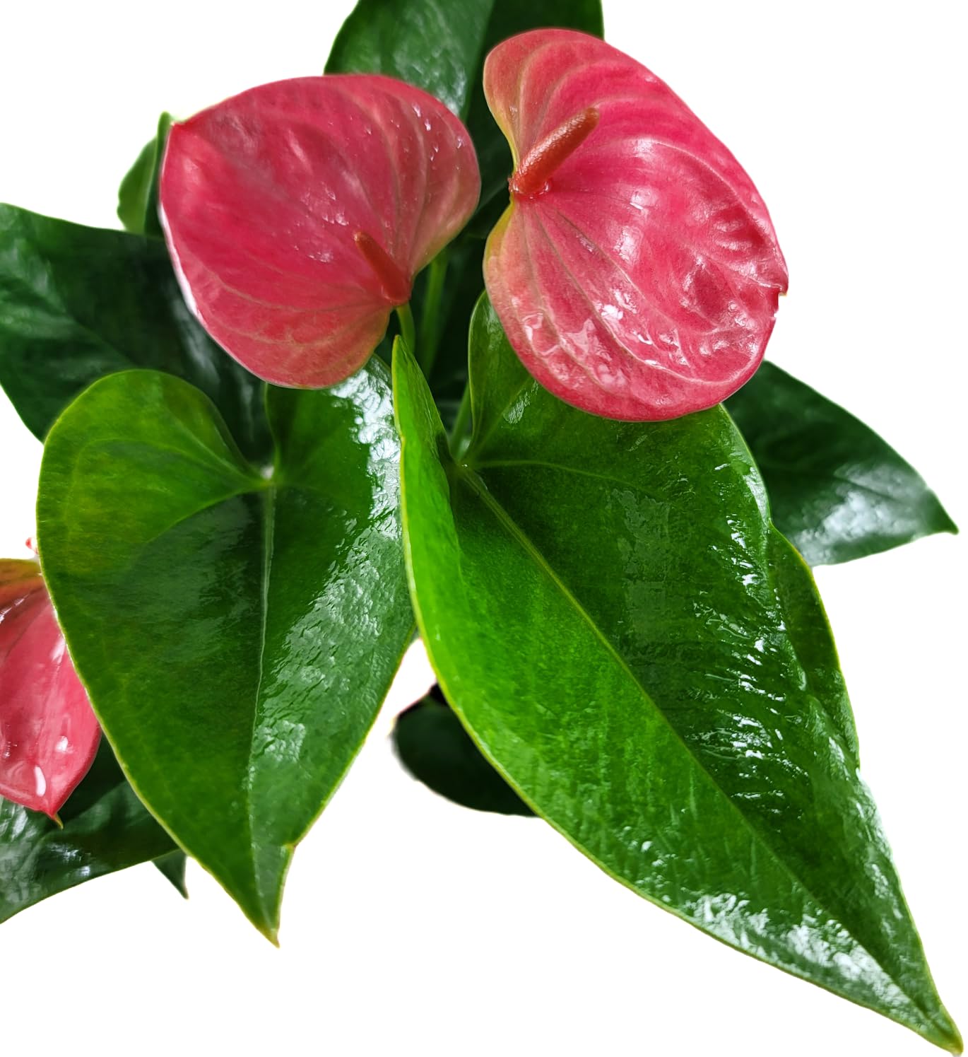 Anthurium Live Plant Pink Flowers - Anthurium Andraeanum Pink Flower - Anthurium Plants Live House Plants - Heart-Shaped Leaves - Available in 4" & 6" Pot - CA Seller