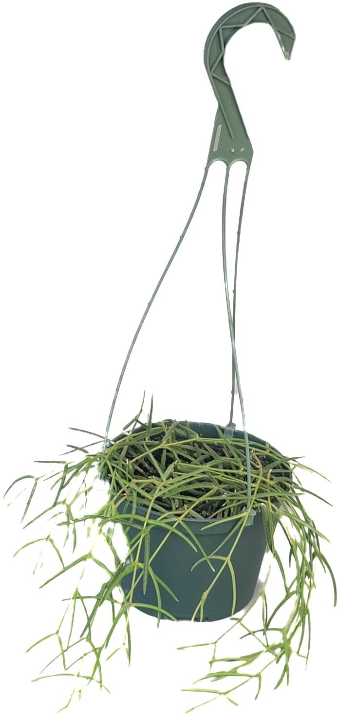 Hoya Linearis Live Plant in 6” Hanging Pot – Rare Trailing Houseplant with Fuzzy Foliage - Hoya Plants Live Houseplants - Air Purifying Plant - Ships from CA