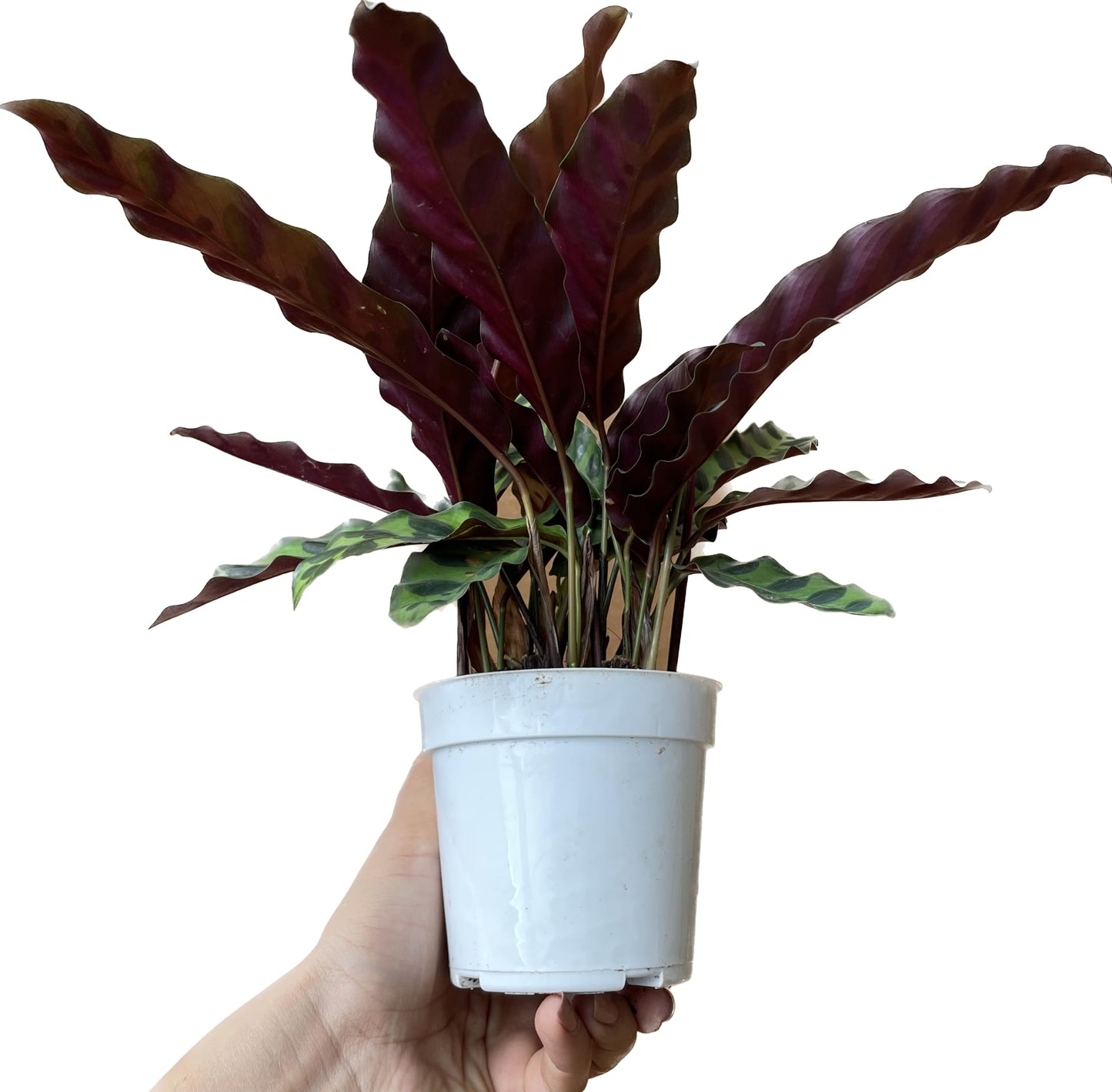 Calathea Lancifolia 'Rattlesnake' - Calathea Plant - Calathea Live Plant - Calathea Plant Best Air Purifying Plant - CA Seller