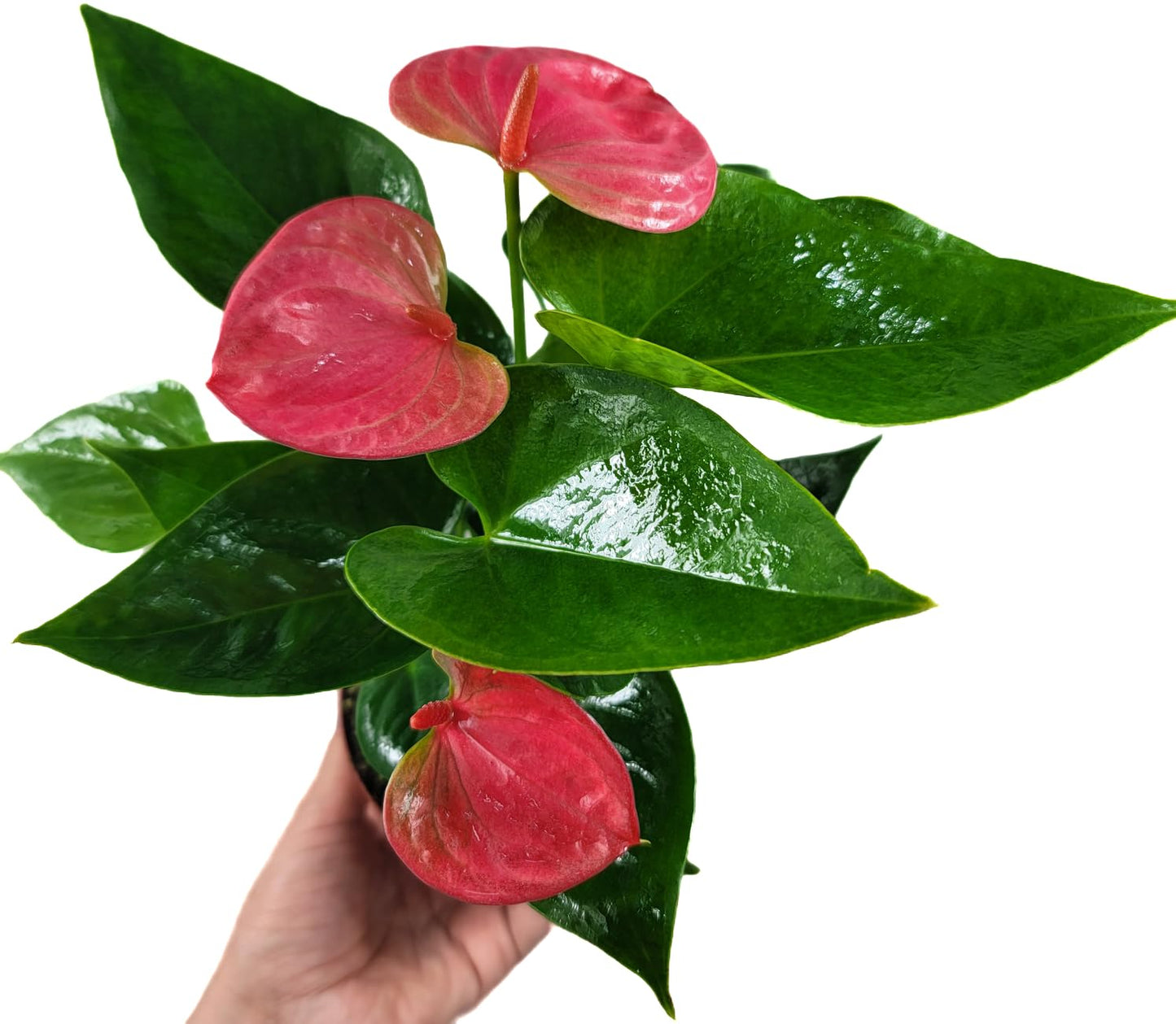 Anthurium Live Plant Pink Flowers - Anthurium Andraeanum Pink Flower - Anthurium Plants Live House Plants - Heart-Shaped Leaves - Available in 4" & 6" Pot - CA Seller