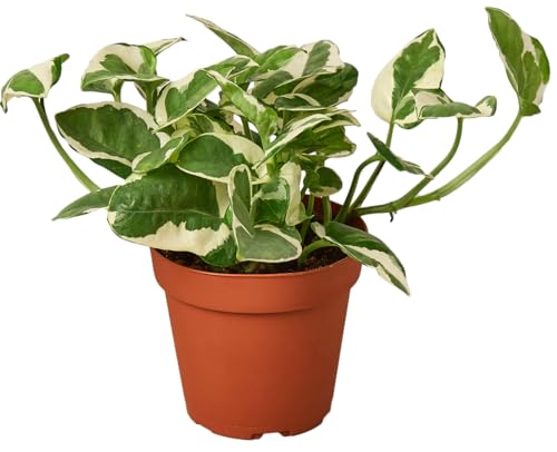 Pothos N'Joy Live Plant - Epipremnum aureum n'joy - Variegated Devil's Ivy - Air Purifying Houseplant - Live Plant Gift - California Seller