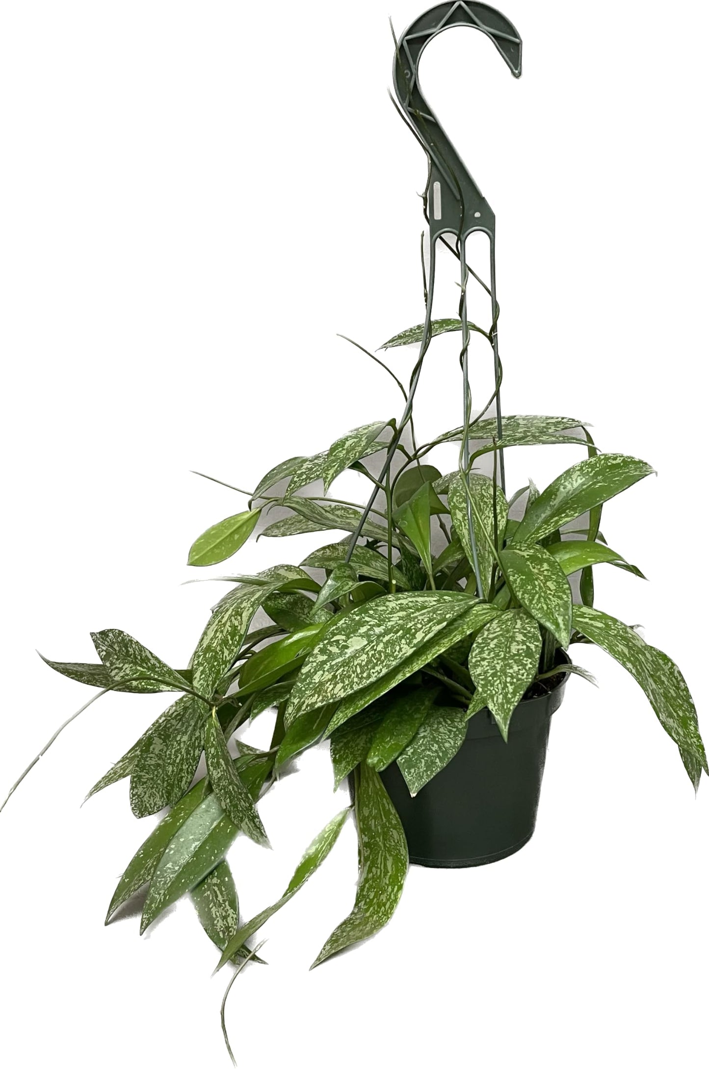 Hoya Publicalyx Splash Red Button - Hoya Plant - Air Purifying Plant - Pet Friendly Plant - Hoya Plants Live Houseplants - Wax Plant