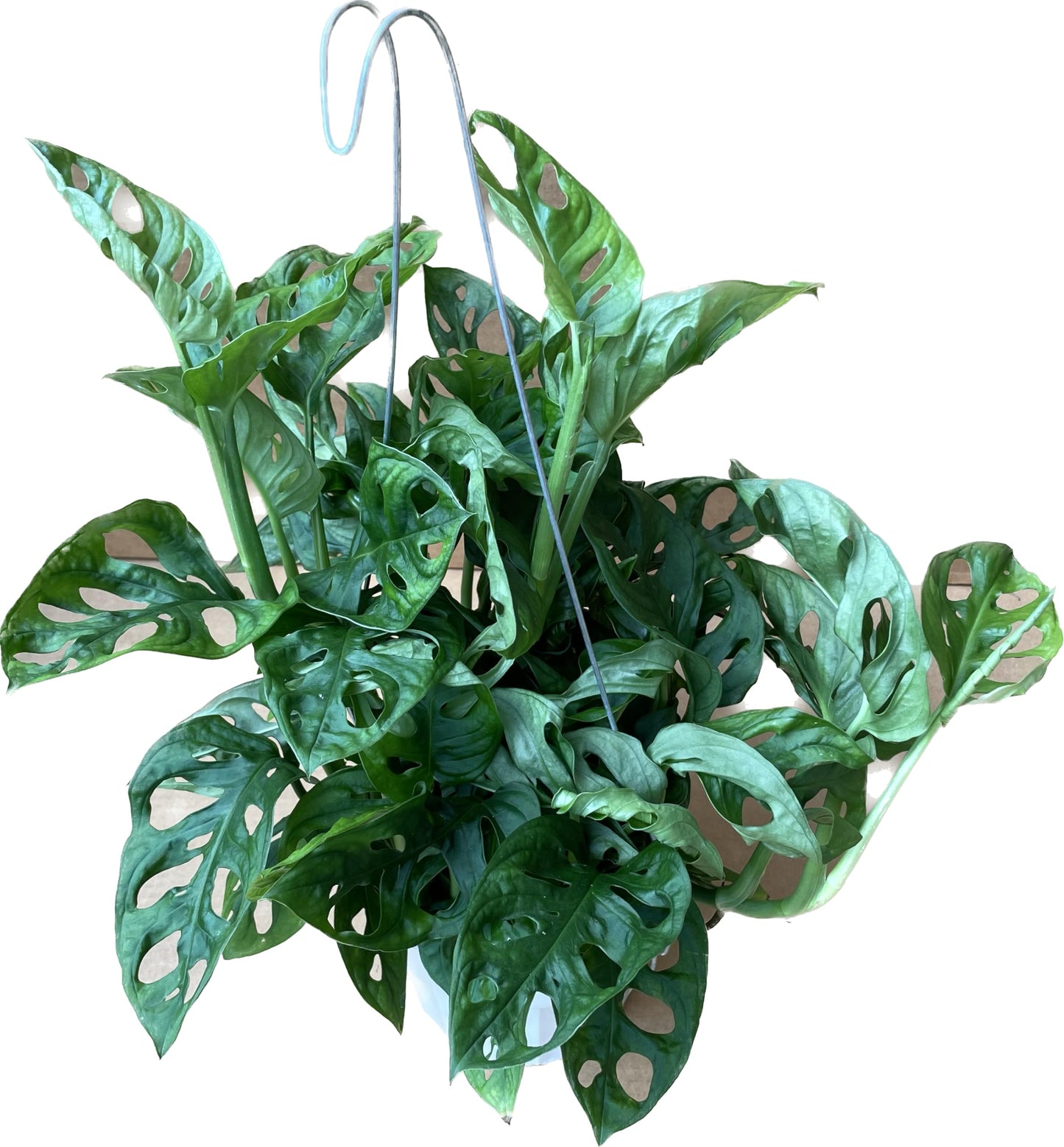 Premium Monstera Adansonii - Exotic Swiss Cheese Vine - Rare Indoor Plant - Swiss Cheese Plant Live - Monstera Plant Live - Limited Stock, Order Now