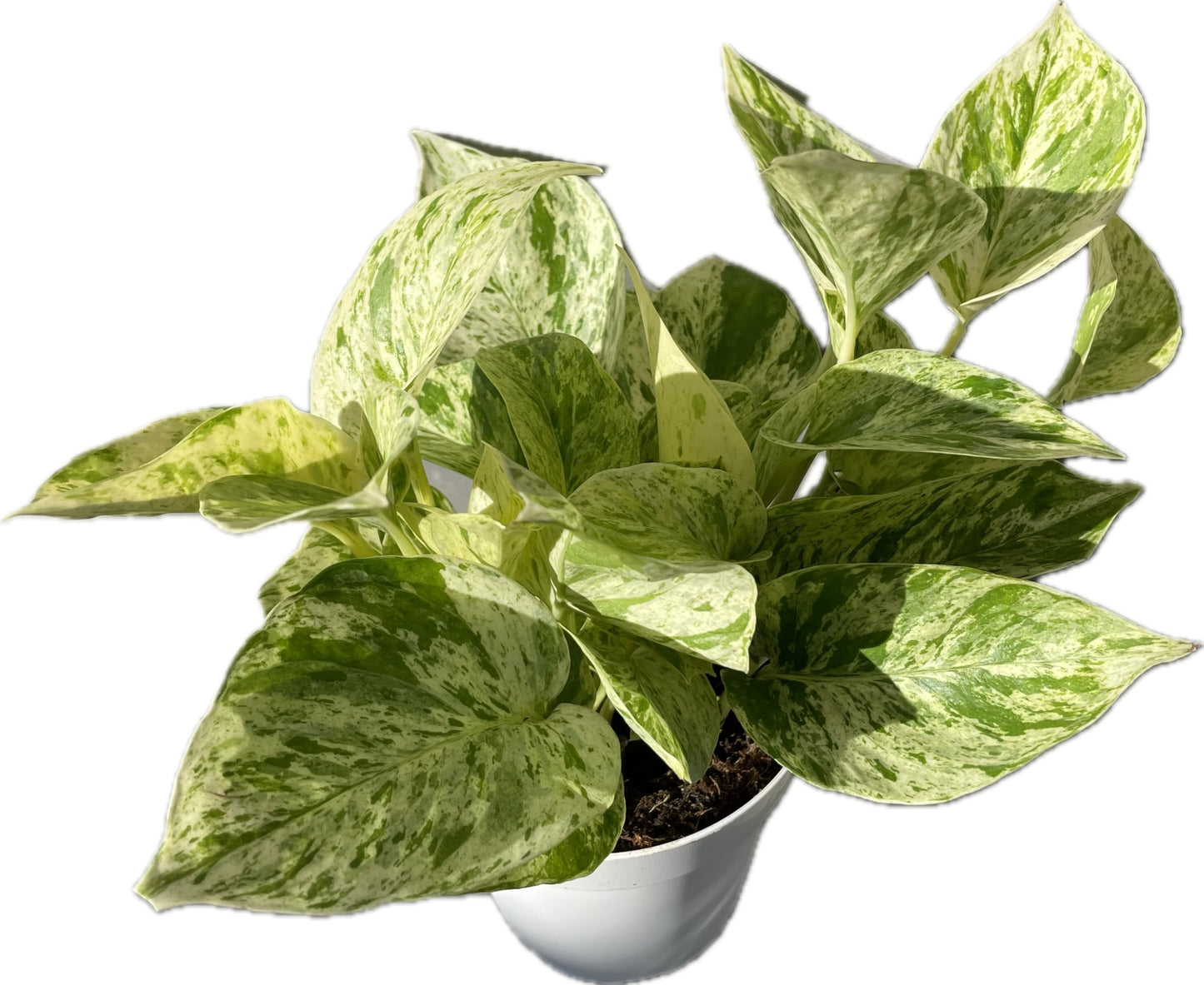 Snow Queen Pothos – Elegant White & Green Variegated Indoor Plant - Pothos Live Plant in 4" Pot – Perfect for Home, Office - Air Purifying Houseplant - Perfect Live Plant Gift - CA Seller