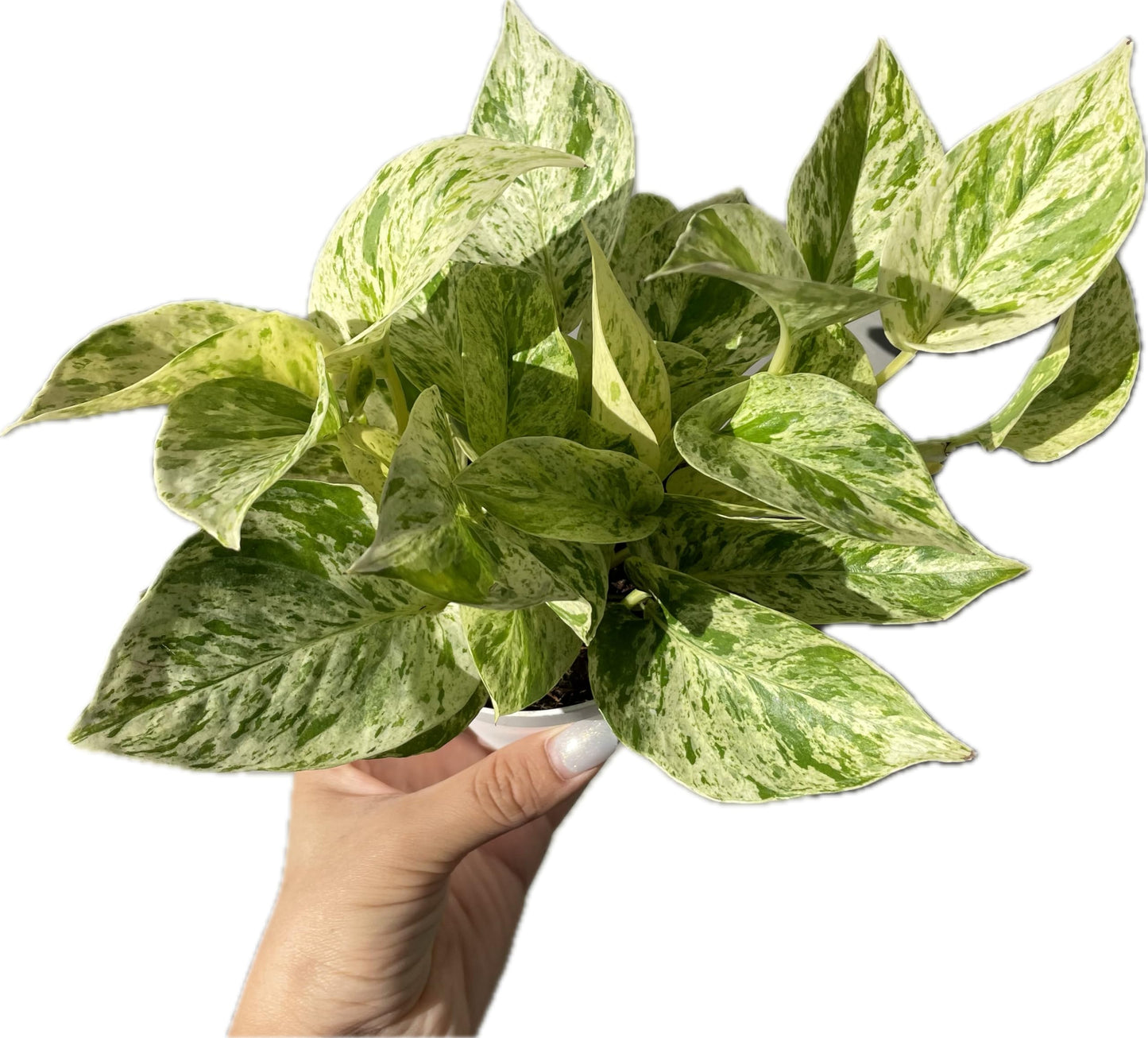 Snow Queen Pothos – Elegant White & Green Variegated Indoor Plant - Pothos Live Plant in 4" Pot – Perfect for Home, Office - Air Purifying Houseplant - Perfect Live Plant Gift - CA Seller