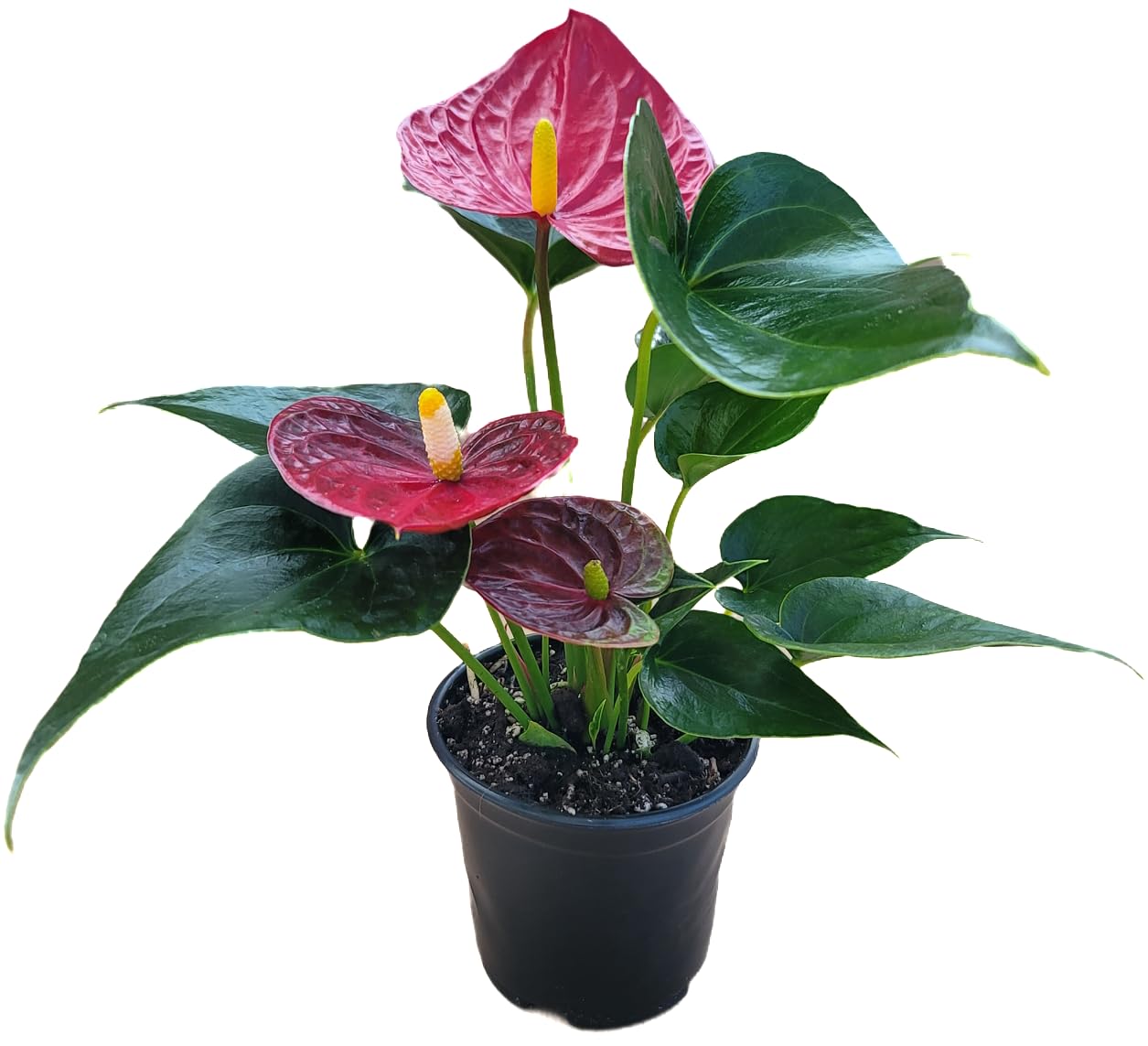 Anthurium Red Flower Aristo - Exotic Tropical Houseplant with Glossy Red Flowers and Lush Foliage - Easy-Care Indoor Plant - CA Seller - Air Purifying Plant