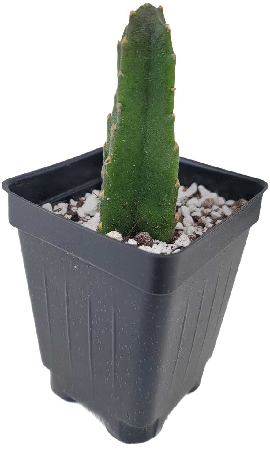 Starfish Cactus with Beautiful Giant Yellow Flowers | Stapelia gigantea | Giant Starfish Plant | Rare Live Plant Huernia | CA Seller