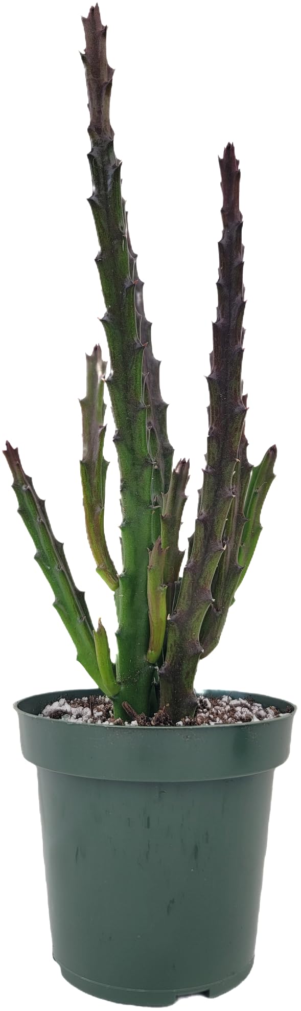 Lifesaver Plant with Purple Flowers - Live Plant in Pot - Stapelia Mutabilis - Beautiful Indoor Outdoor Cacti Succulent Houseplant with Exotic Blooms