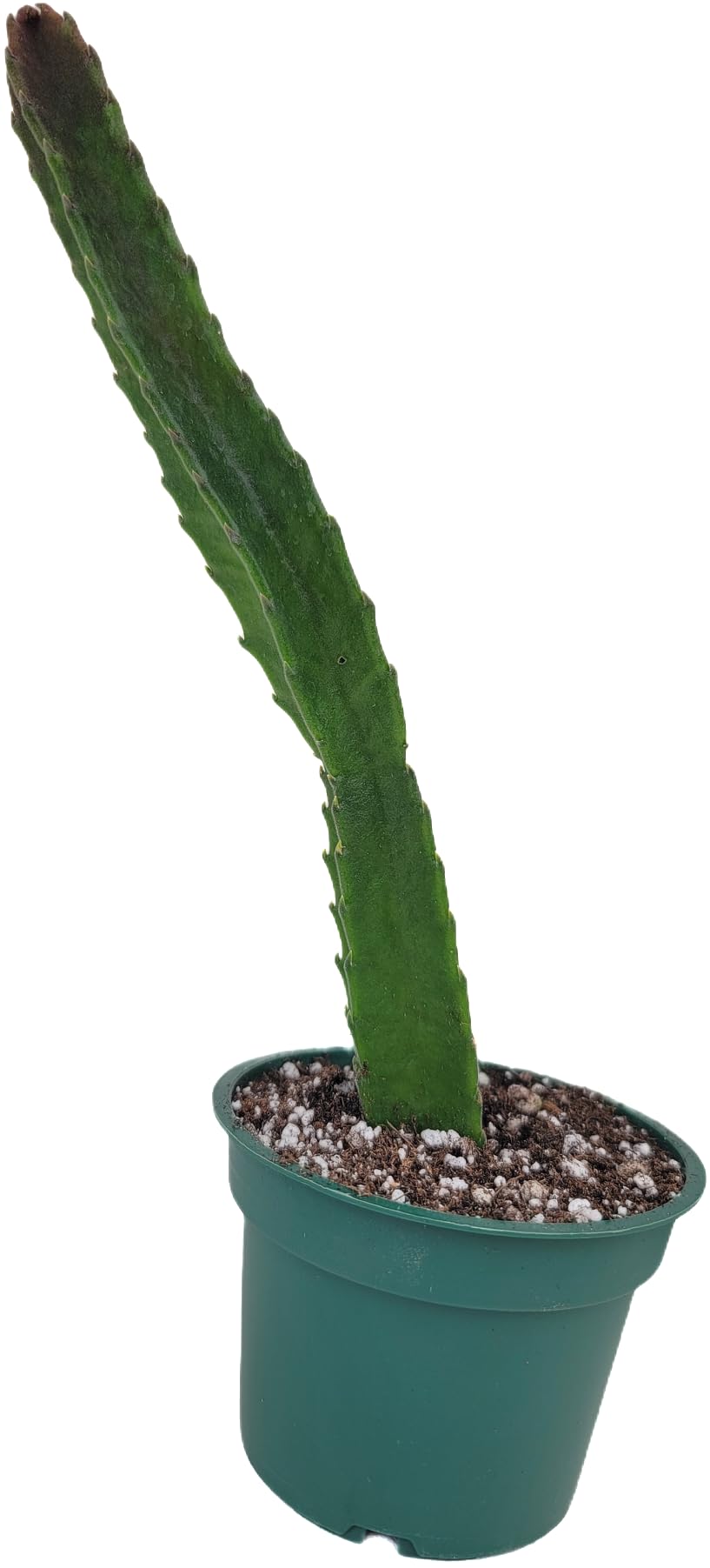 Starfish Cactus with Beautiful Giant Yellow Flowers | Stapelia gigantea | Giant Starfish Plant | Rare Live Plant Huernia | CA Seller