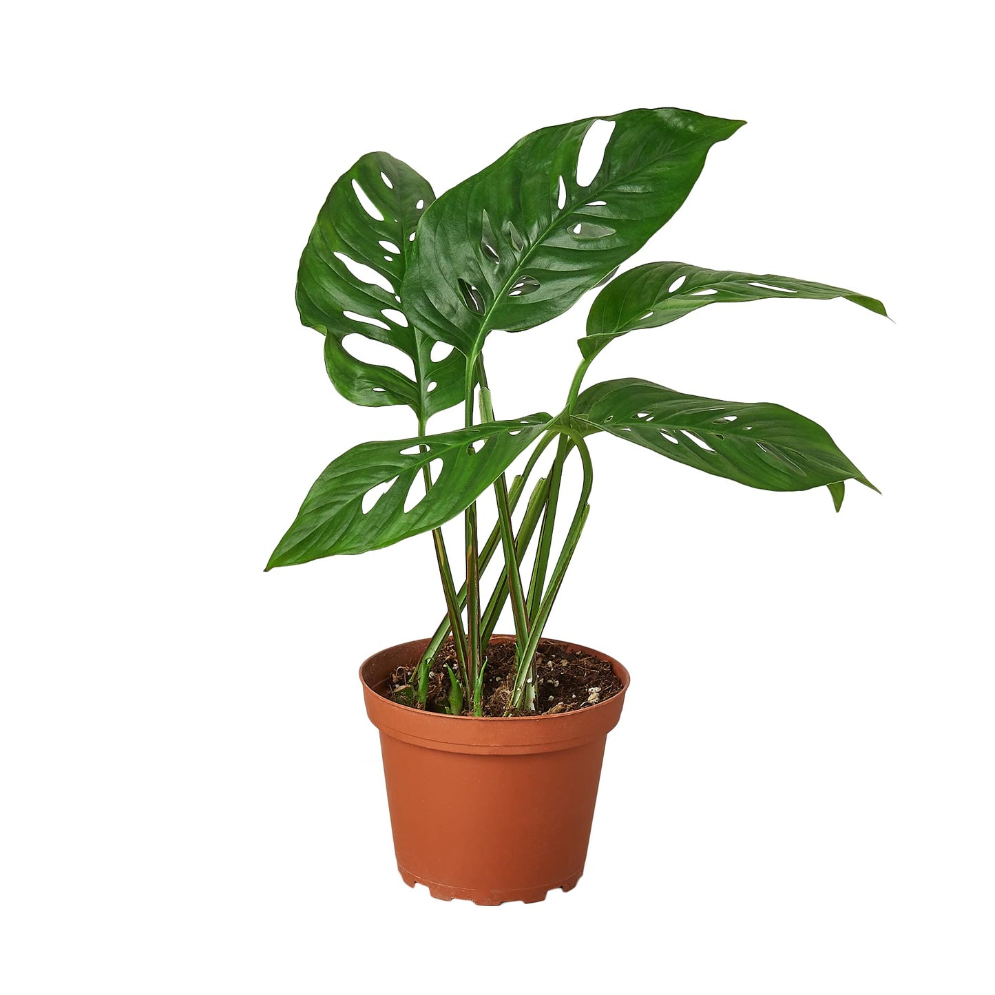 Premium Monstera Adansonii - Exotic Swiss Cheese Vine - Rare Indoor Plant - Swiss Cheese Plant Live - Monstera Plant Live - Limited Stock, Order Now