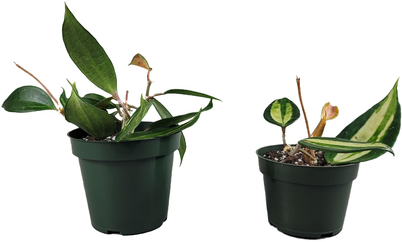 Hoya Pot of Gold - Inner Variegated Hoya Latifolia FKA Macrophylla Inner Variegated - Available in 3.5", 4.5" Pot & 6" Pot - Hoya Plants Live Houseplants