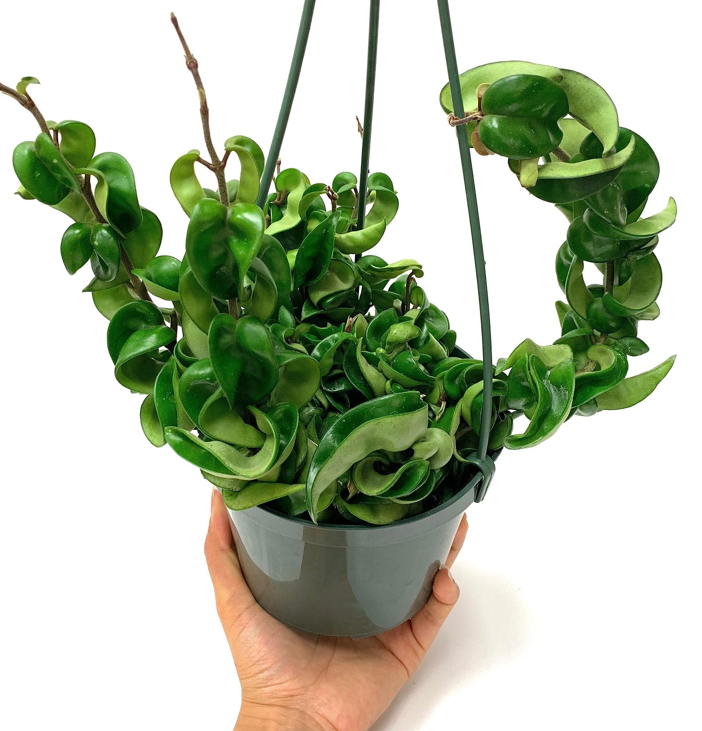 Hoya Compacta aka Hoya Hindu Rope Available in 2", 4", and 6" Pot Live Hoya Plant Captivating Vine Plant for Air-Purifying - Hoya Plants Live Houseplants