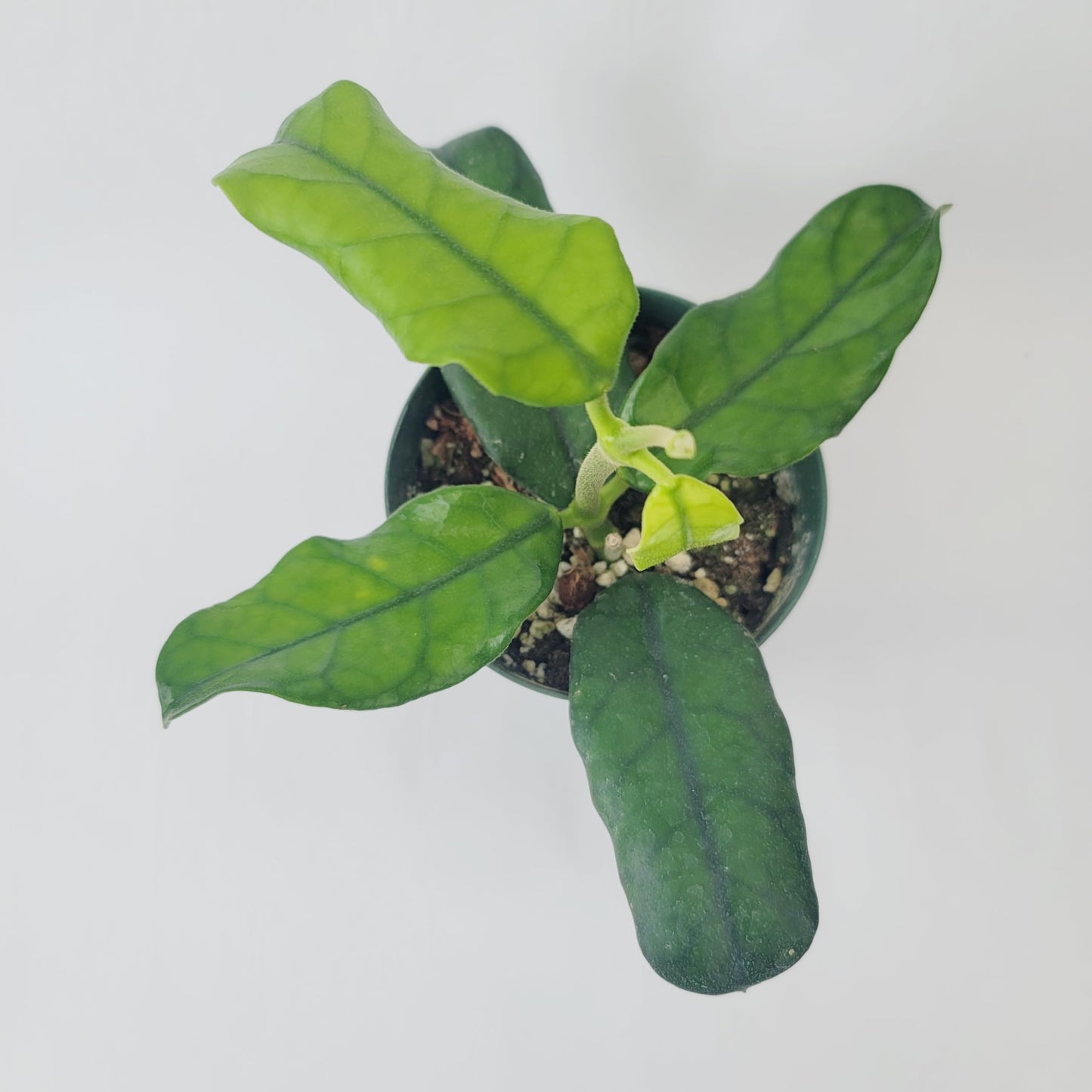 Hoya Globulosa (Rare Wax Plant) – Elongated Fuzzy-Veined Leaves, Fragrant Star Blooms – Pet-Friendly, Low Maintenance - Hoya Plants Live Houseplants - Air Purifying Plant - Ships from CA