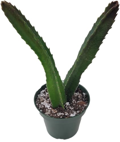 Starfish Cactus with Beautiful Giant Yellow Flowers | Stapelia gigantea | Giant Starfish Plant | Rare Live Plant Huernia | CA Seller