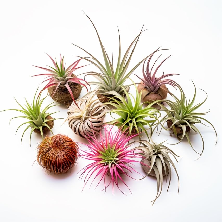 Air Plants Live Variety Pack - Pack of 3 Live Air Plants - Tillandsia Live Plants Assorted - Air Purifying Plant - California Seller
