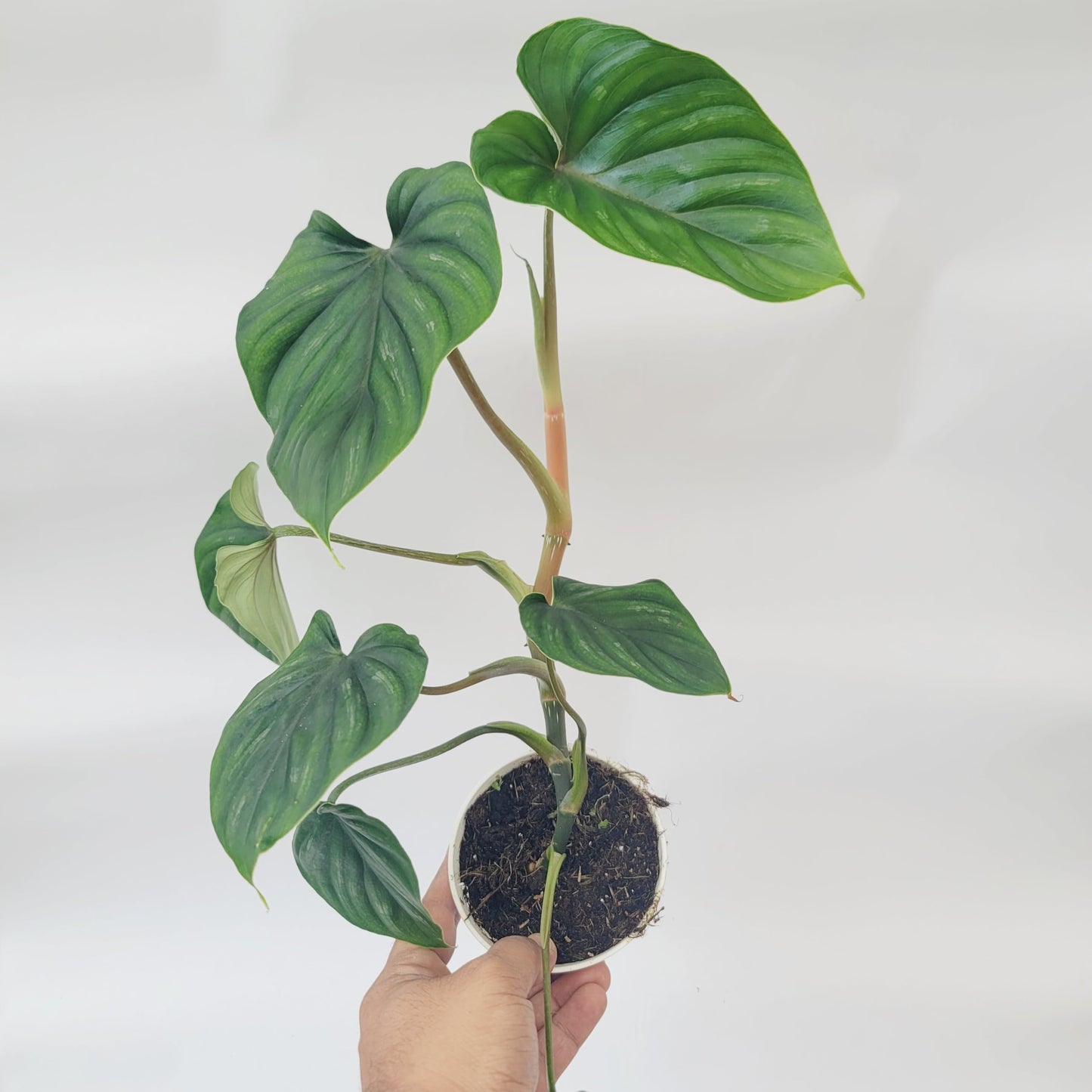 Philodendron Plowmanii – Rare Collector Philodendron with Large Silver-Green Quilted Leaves – Exotic Aroid Live Plant for Indoor Décor – Easy Tropical Houseplant