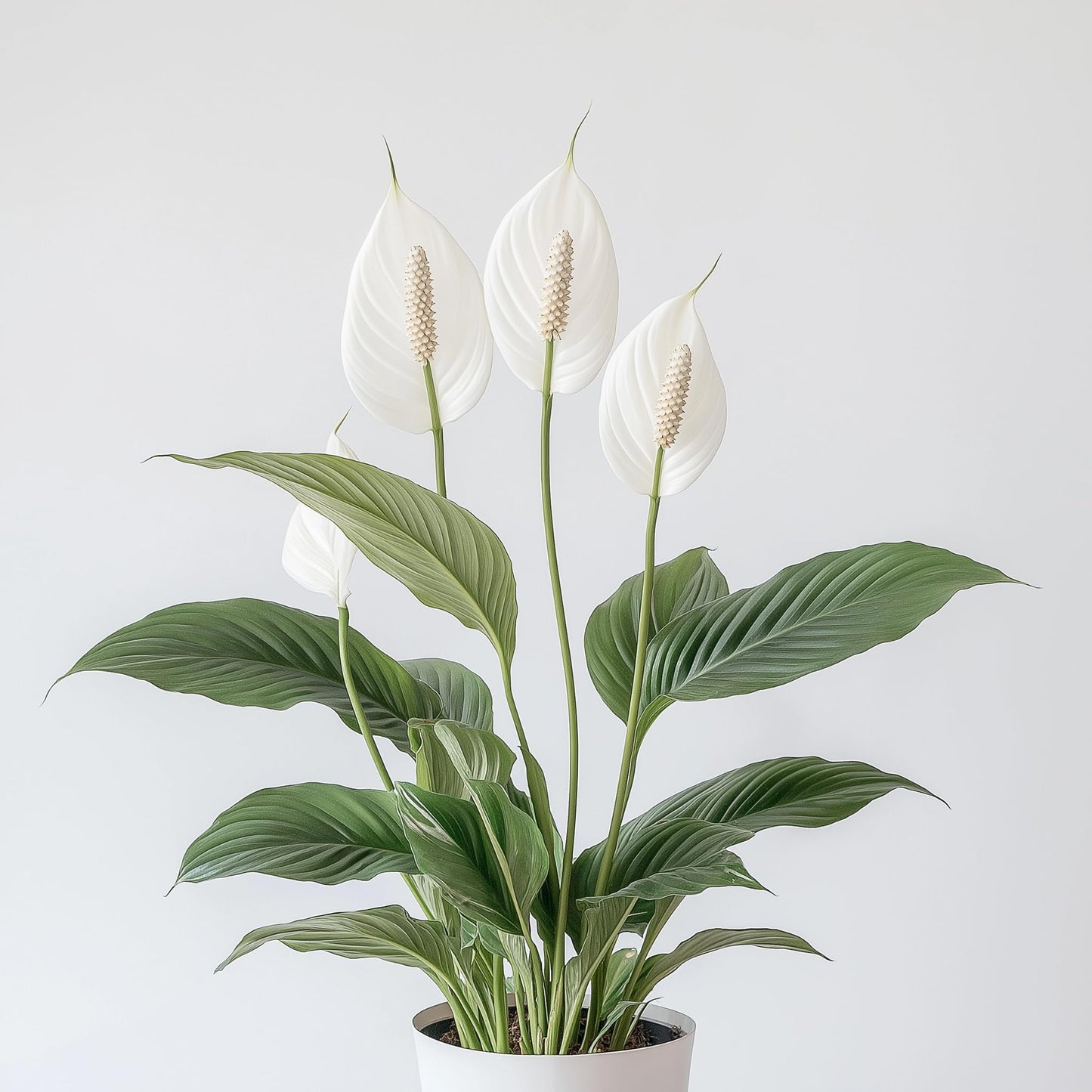 Spathiphyllum 'Peace Lily' Live Plant - NOT in Bloom Currently - Peacelily Plant Live Houseplant- Elegant Indoor Air Purifier - Low Maintenance Flowering Indoor Plant - CA Seller