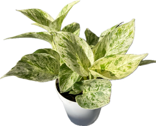 Snow Queen Pothos – Elegant White & Green Variegated Indoor Plant - Pothos Live Plant in 4" Pot – Perfect for Home, Office - Air Purifying Houseplant - Perfect Live Plant Gift - CA Seller