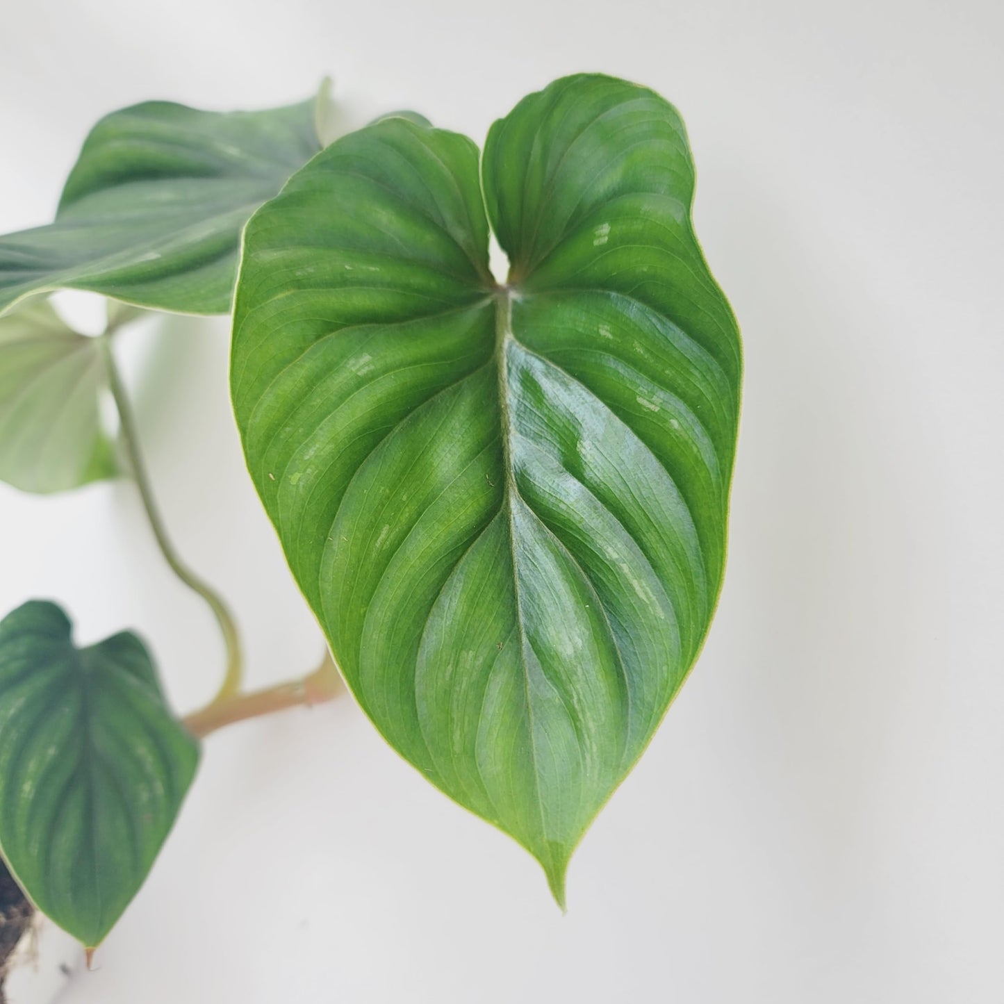 Philodendron Plowmanii – Rare Collector Philodendron with Large Silver-Green Quilted Leaves – Exotic Aroid Live Plant for Indoor Décor – Easy Tropical Houseplant