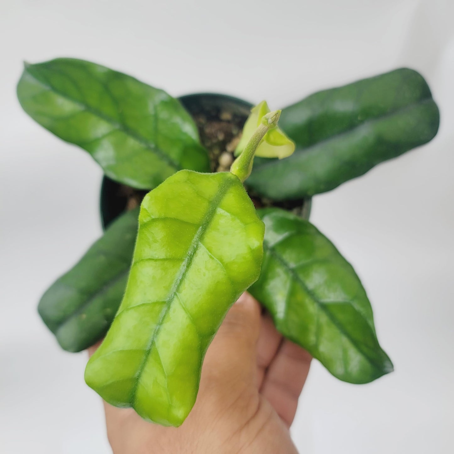 Hoya Globulosa (Rare Wax Plant) – Elongated Fuzzy-Veined Leaves, Fragrant Star Blooms – Pet-Friendly, Low Maintenance - Hoya Plants Live Houseplants - Air Purifying Plant - Ships from CA