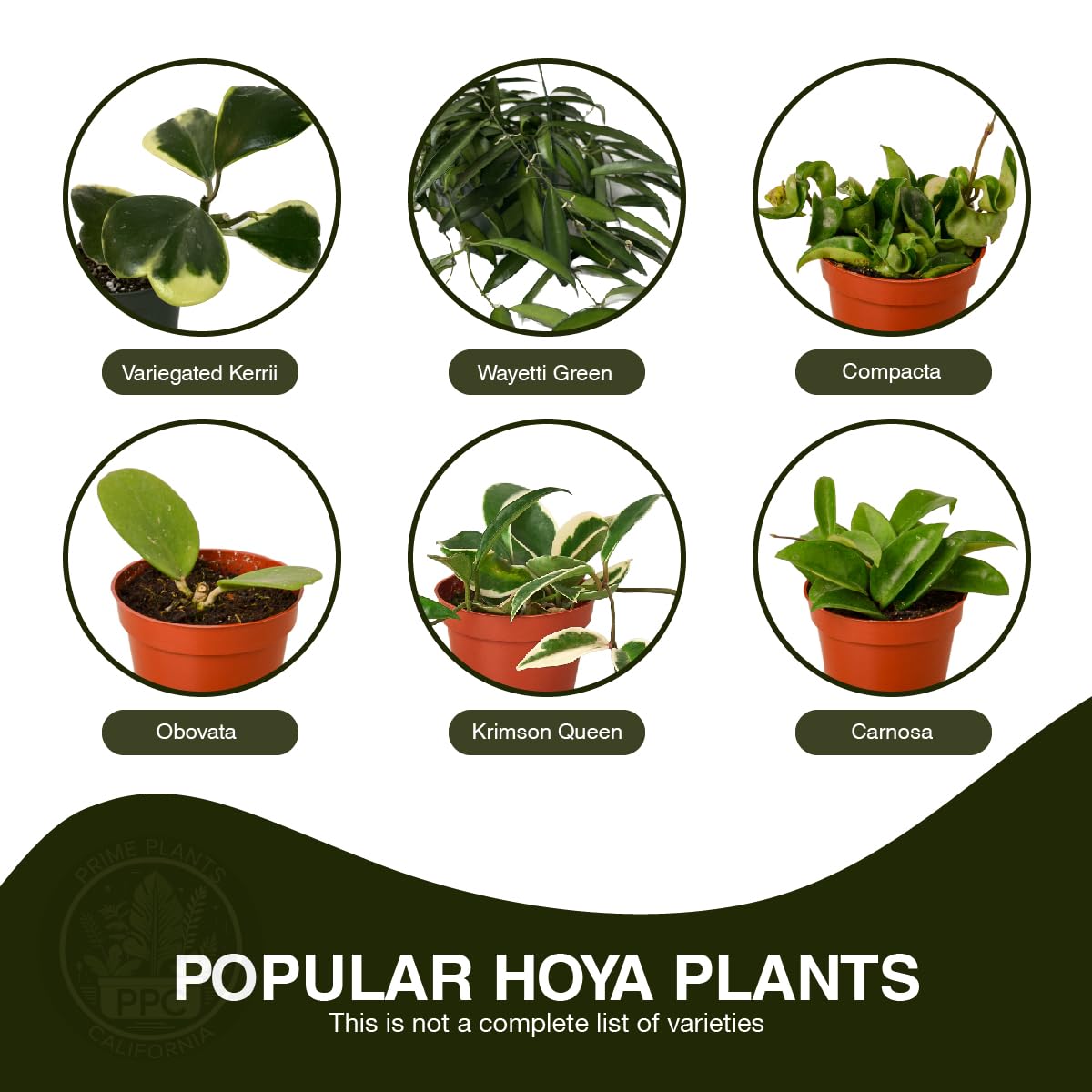Hoya Plants Live Houseplants 4" Pot Variety Assortment Pack in 2,4, or 8 Live Hoya Plants - Pet Friendly Plants - Air Purifying Plants - CA Seller