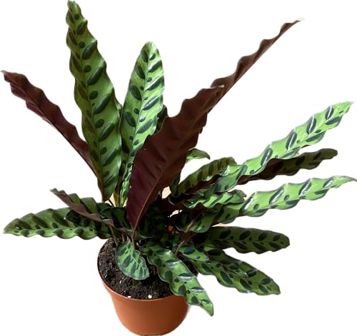 Calathea Lancifolia 'Rattlesnake' - Calathea Plant - Calathea Live Plant - Calathea Plant Best Air Purifying Plant - CA Seller