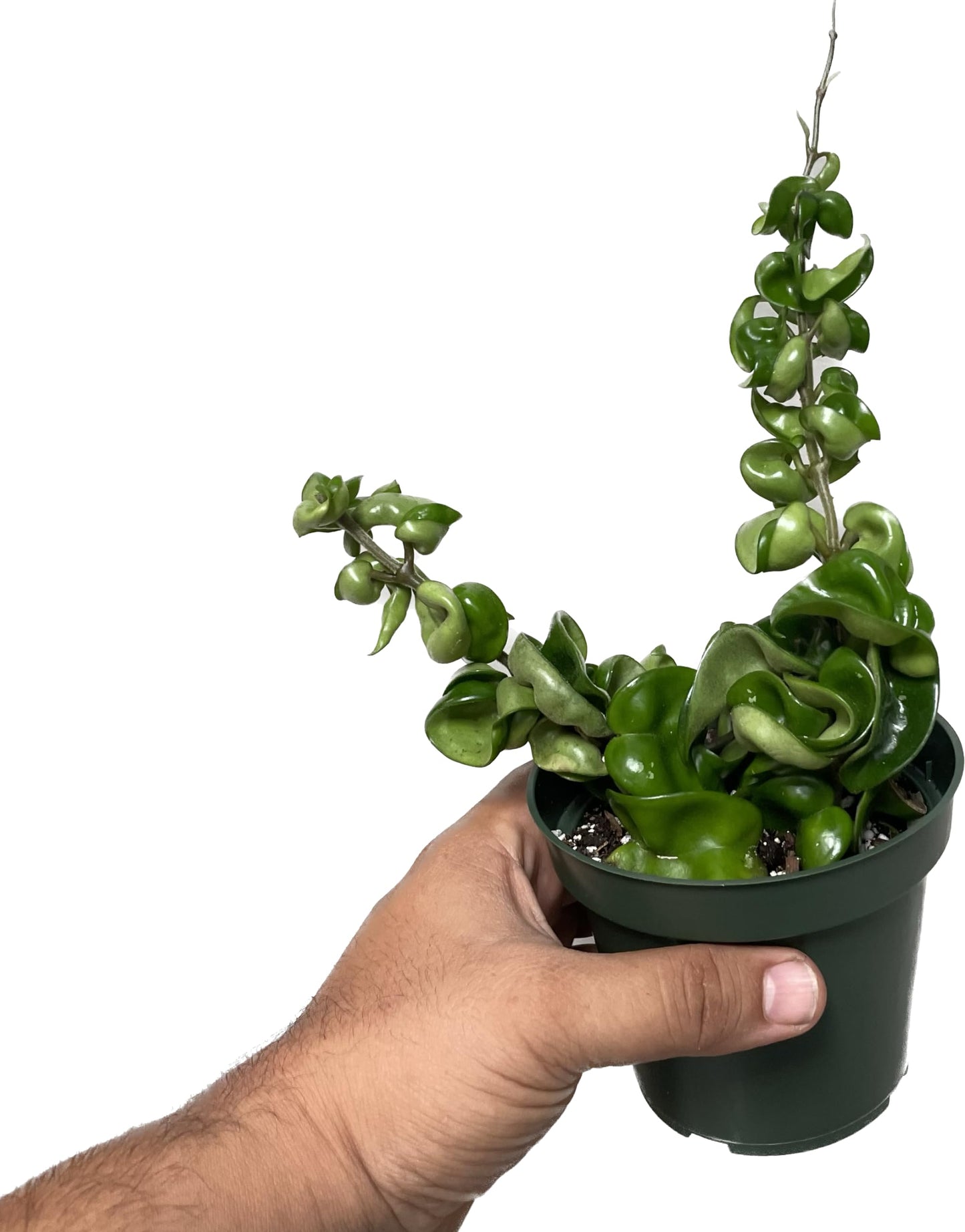 Hoya Compacta aka Hoya Hindu Rope Available in 2", 4", and 6" Pot Live Hoya Plant Captivating Vine Plant for Air-Purifying - Hoya Plants Live Houseplants