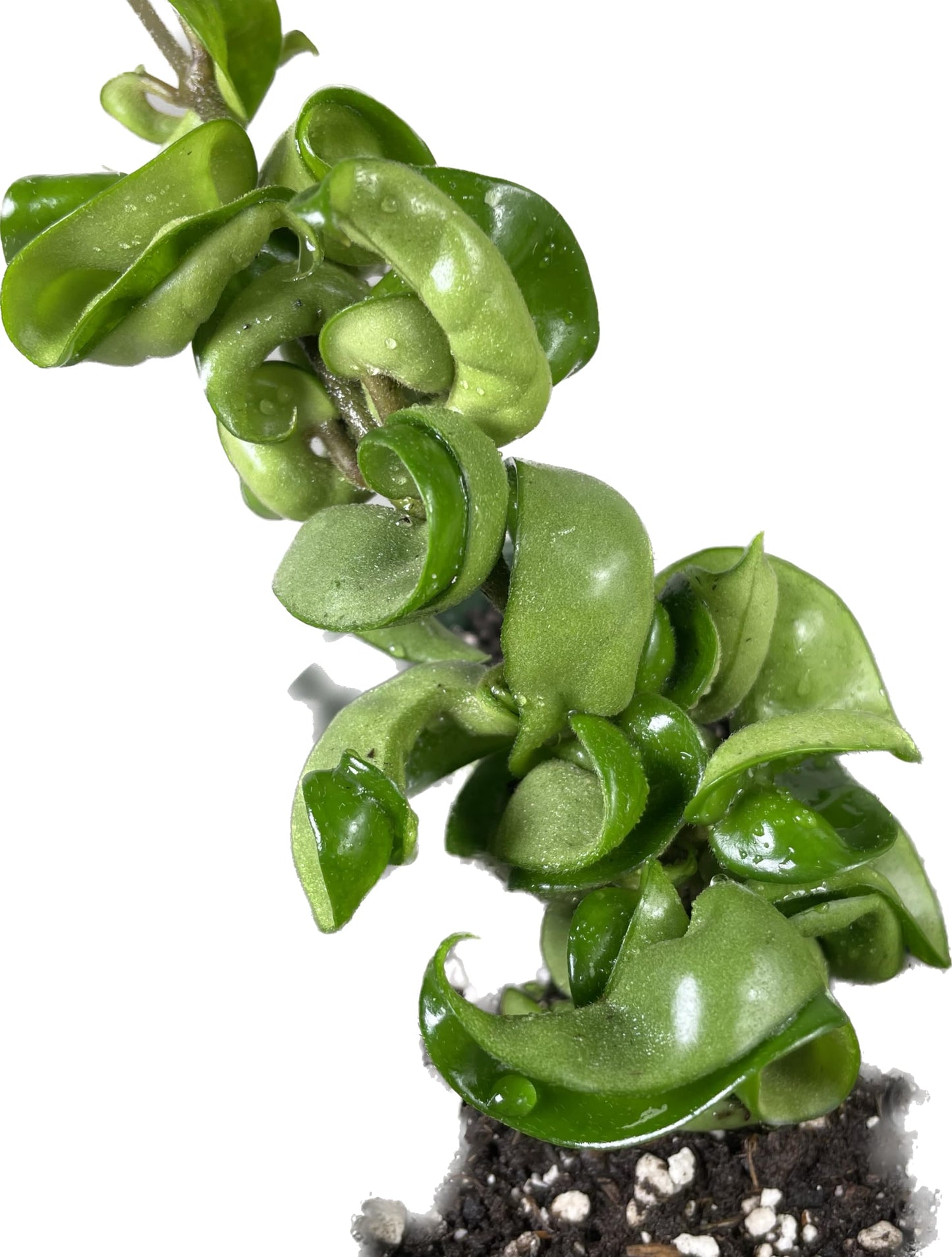 Hoya Compacta aka Hoya Hindu Rope Available in 2", 4", and 6" Pot Live Hoya Plant Captivating Vine Plant for Air-Purifying - Hoya Plants Live Houseplants