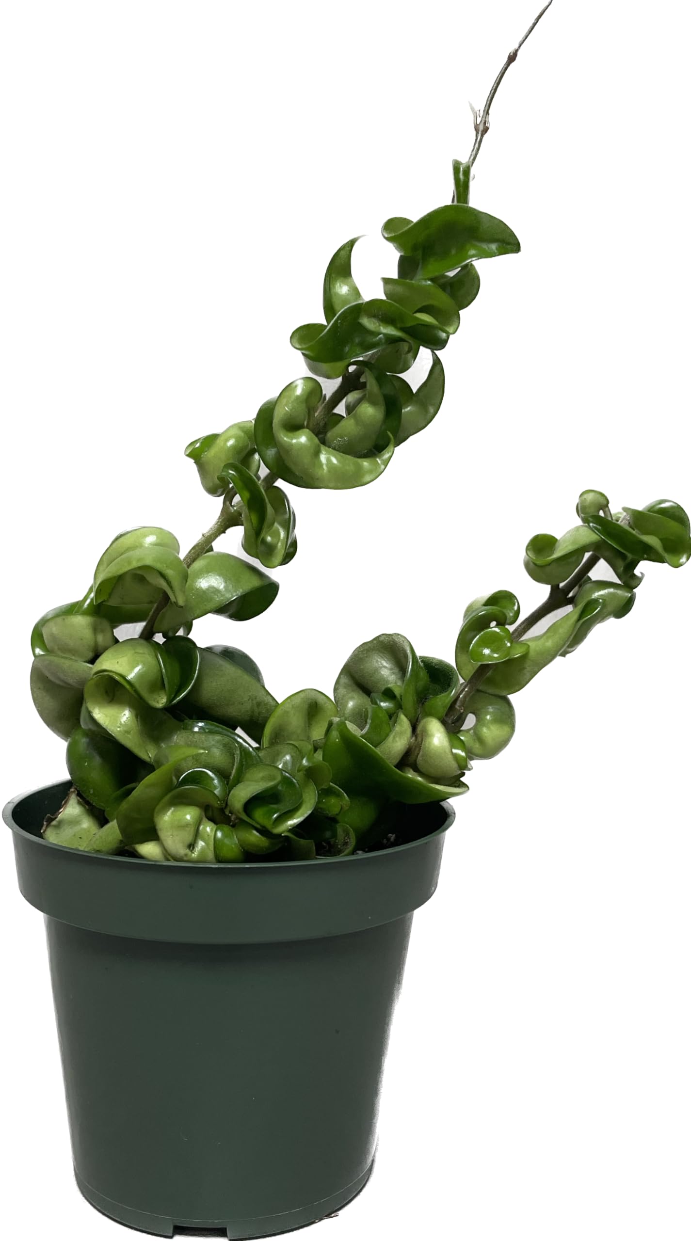 Hoya Compacta 2 Plants in a 4" Pot aka Hoya Hindu Rope Plant or Hoya Krinkle Kurl - Hoya Plant Live Houseplants - Live Hoya Plant - Hoya Compacta Live Plant - Air Purifying Plant - Pet Friendly Plant