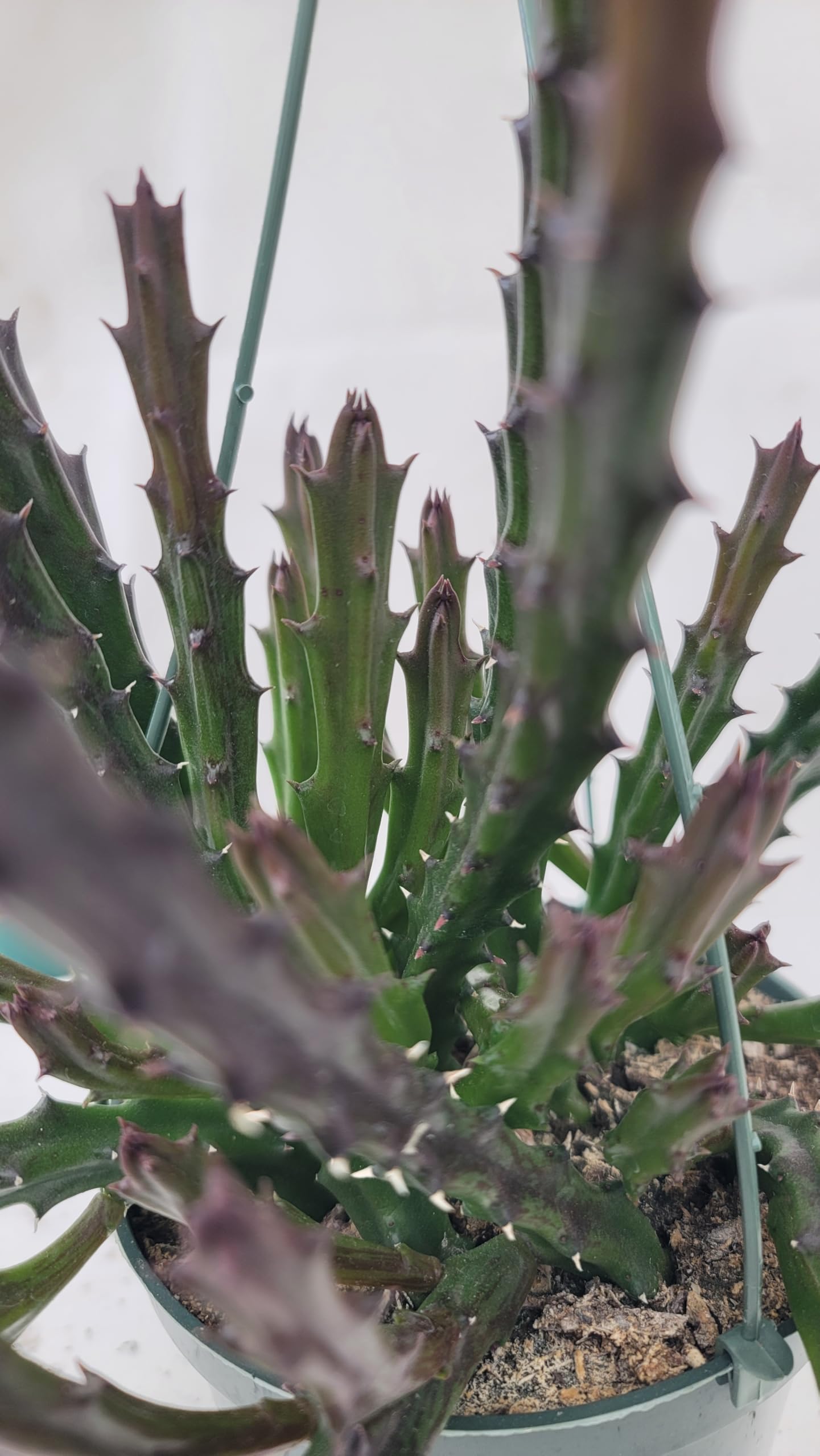 Lifesaver Plant with Purple Flowers - Live Plant in Pot - Stapelia Mutabilis - Beautiful Indoor Outdoor Cacti Succulent Houseplant with Exotic Blooms