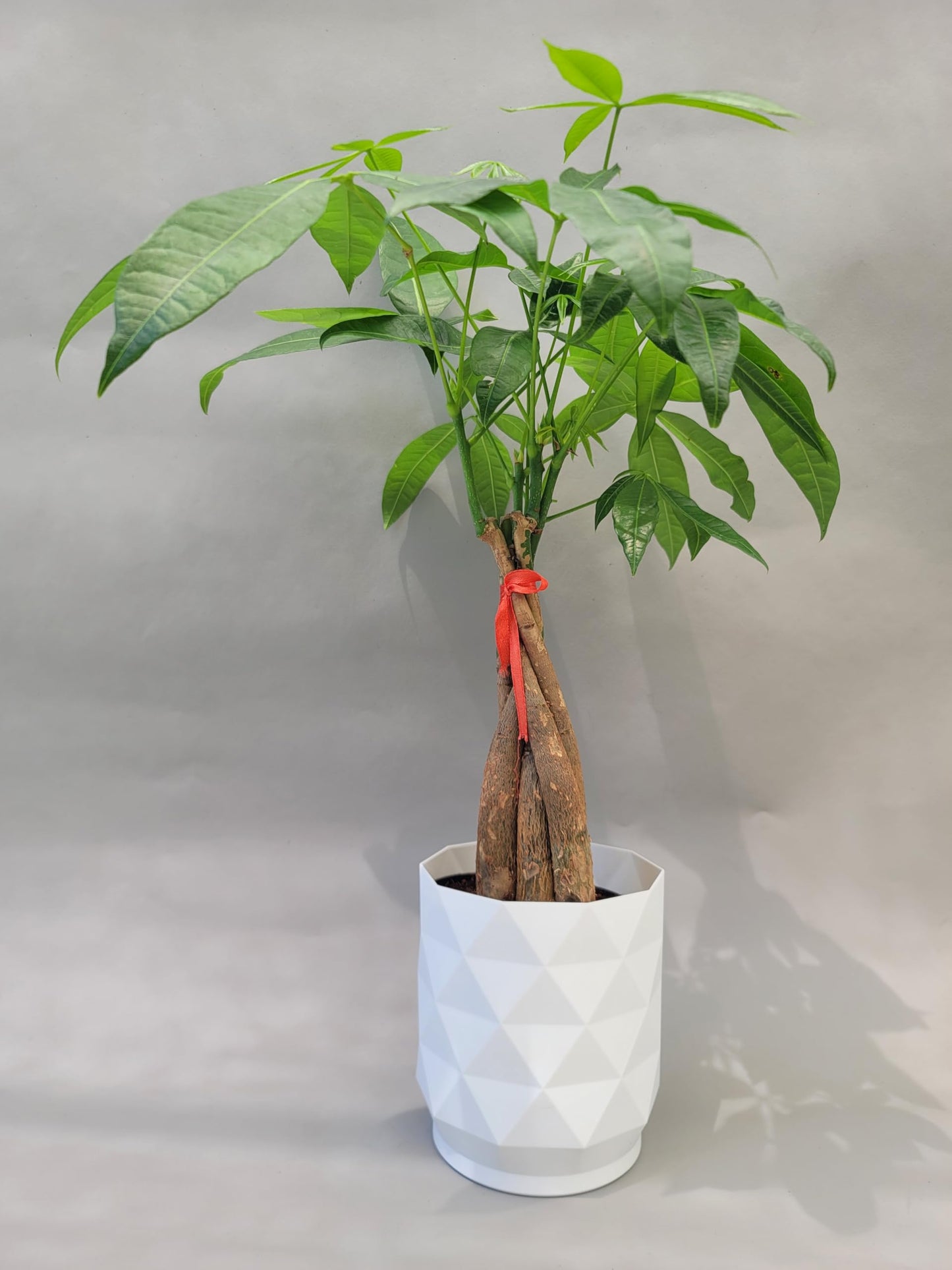 money tree self watering pot Braided Chinese Money Tree Live Plant - Now Available in Geometric Self-Watering Planter - Pachira Aquatica - Live Bonsai Tree
