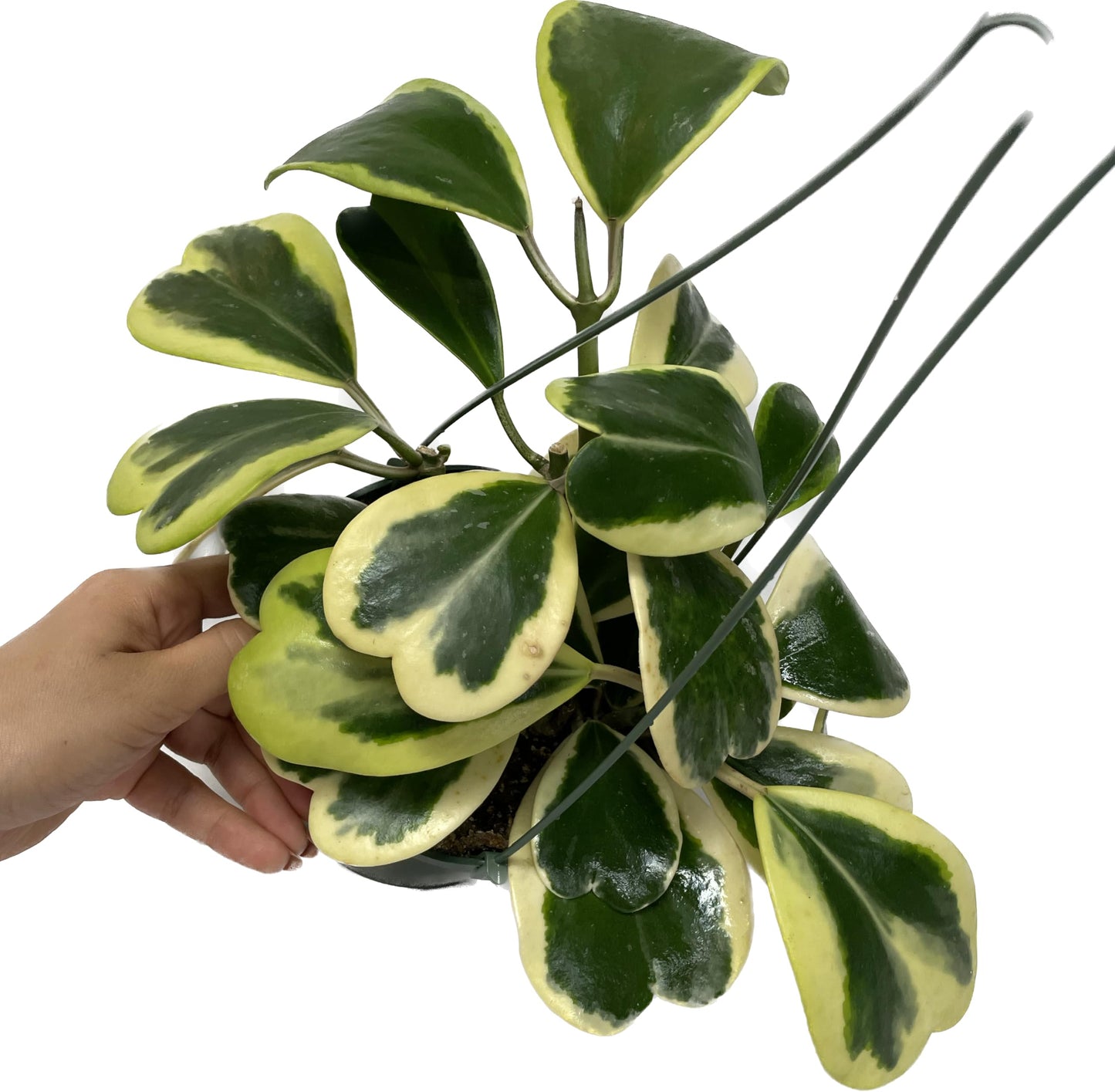 Variegated Hoya Kerrii - Hoya Plants Live Houseplant - Live Hoya Plant - Outer Variegated Hoya Kerrii - Plant Gift - Air Purifying Plant