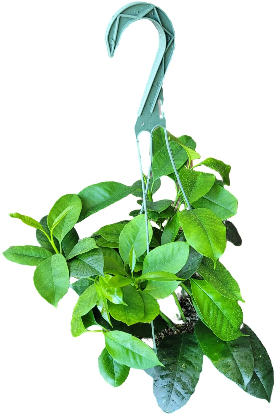 Hoya Shooting Star - Hoya Multiflora - Hoya Plants Live Houseplants - Stunning Shooting Star-Shaped Blooms - Air Purifying Tropical Vine - CA Seller