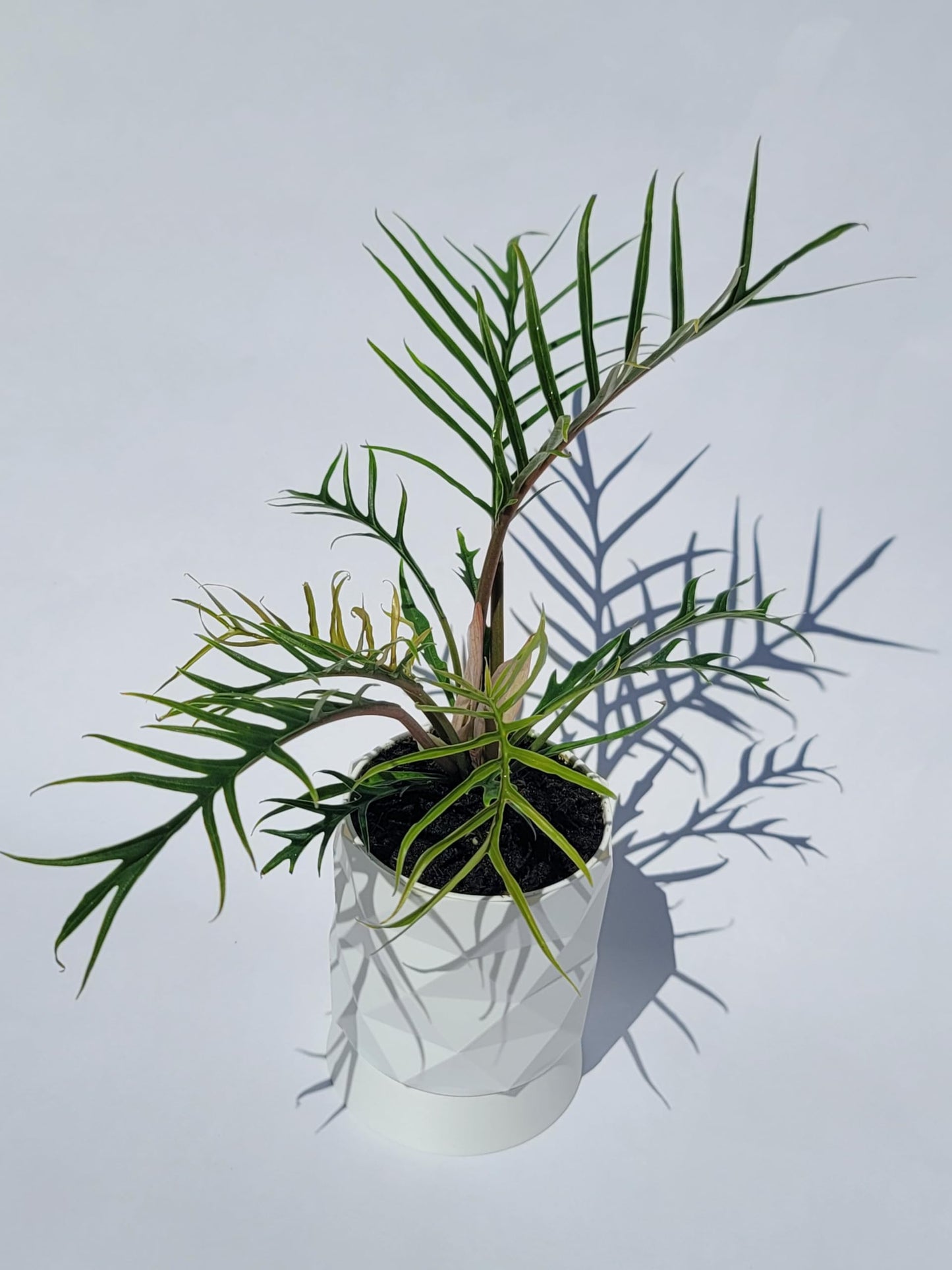 Philodendron Tortum Live Plant | Ships from CA | Available in Modern White Self-Watering Planter | Air Purifying & Pet-Friendly