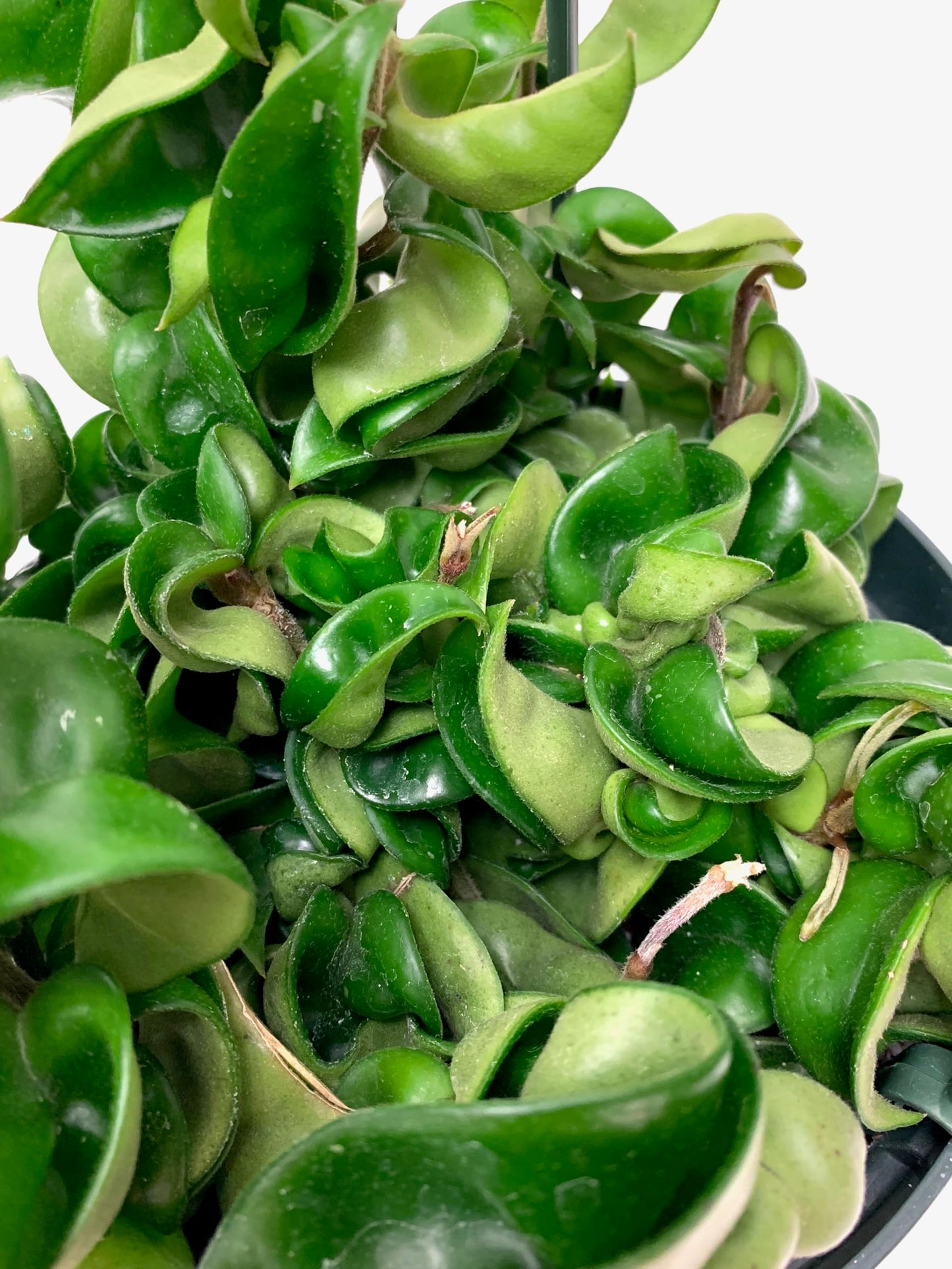 Hoya Compacta aka Hoya Hindu Rope Available in 2", 4", and 6" Pot Live Hoya Plant Captivating Vine Plant for Air-Purifying - Hoya Plants Live Houseplants