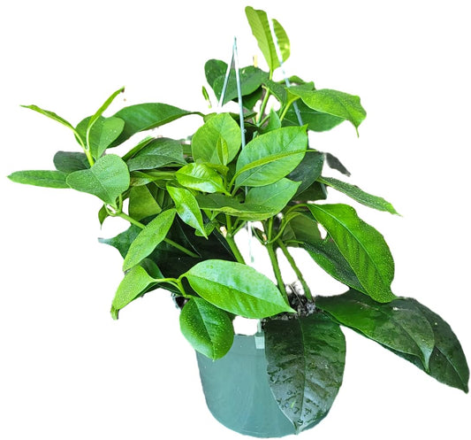 Hoya Shooting Star - Hoya Multiflora - Hoya Plants Live Houseplants - Stunning Shooting Star-Shaped Blooms - Air Purifying Tropical Vine - CA Seller