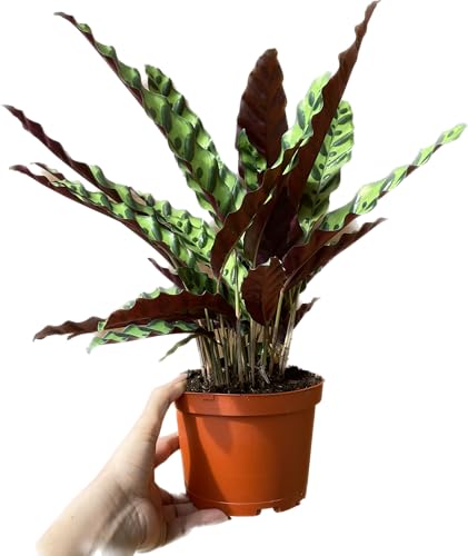 Calathea Lancifolia 'Rattlesnake' - Calathea Plant - Calathea Live Plant - Calathea Plant Best Air Purifying Plant - CA Seller