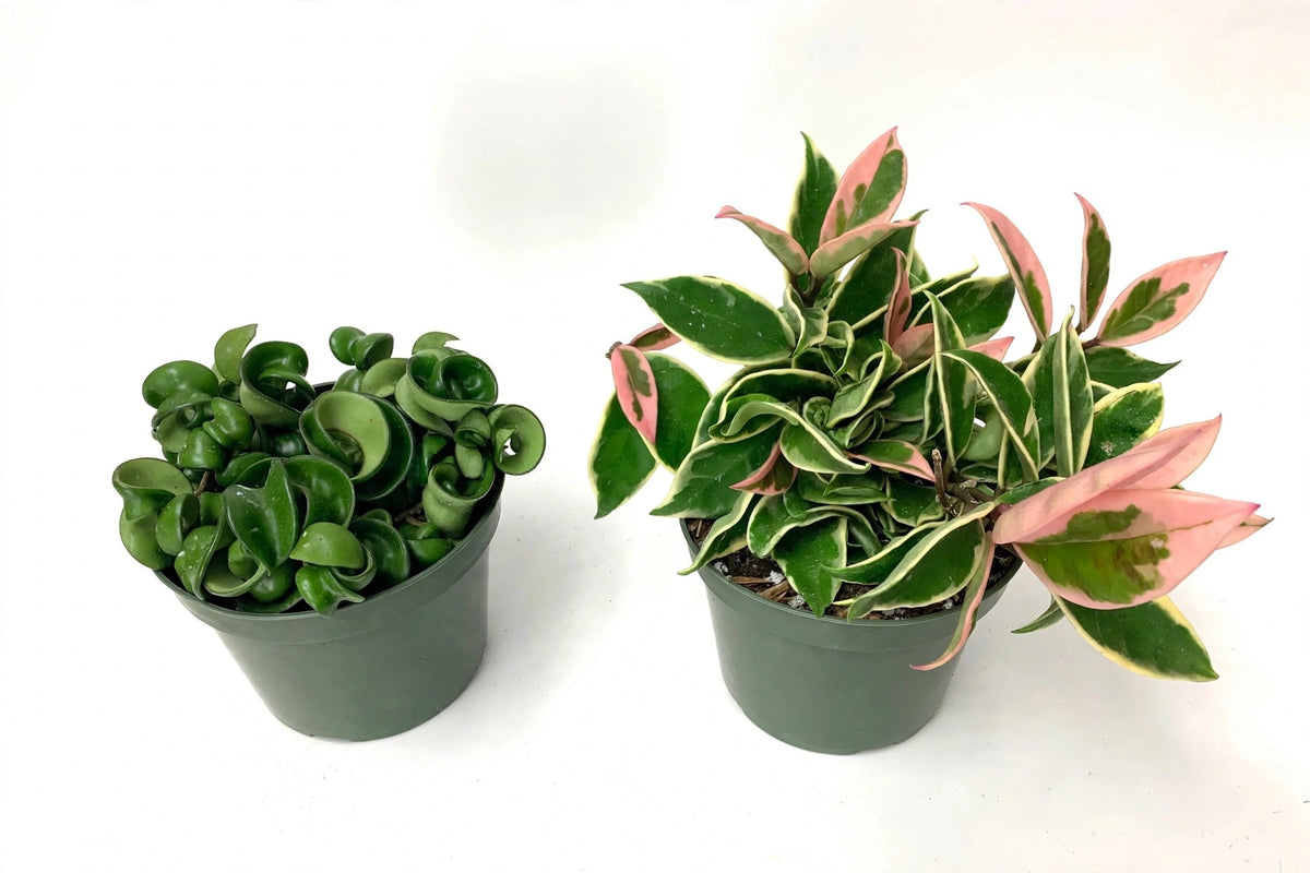 The Hoya Duo — Krimson Queen & Compacta (6" Pots)