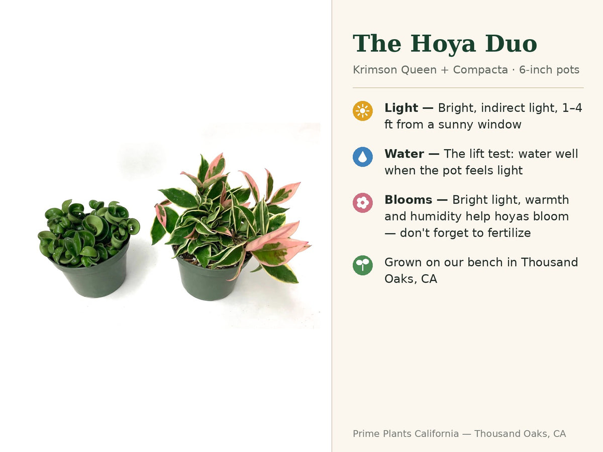 The Hoya Duo — Krimson Queen & Compacta (6" Pots)