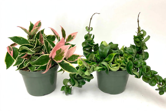 The Hoya Duo — Krimson Queen & Compacta (6" Pots)